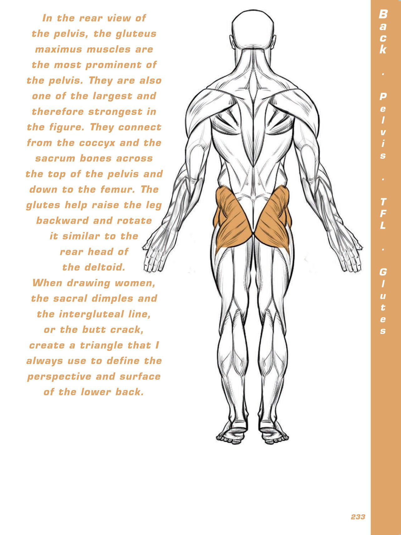 Force. Drawing human anatomy - Michael D. Mattesi [Digital] 254
