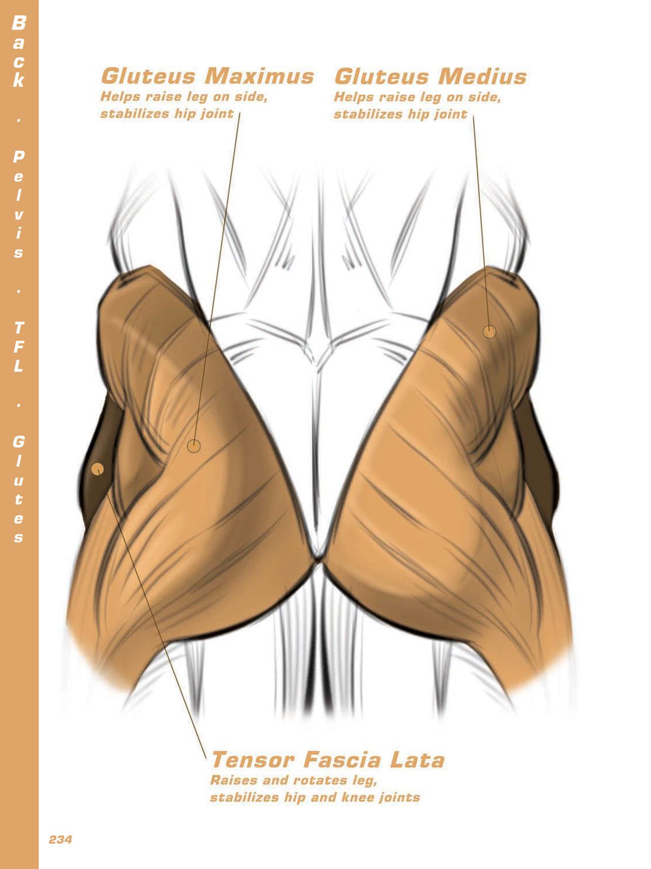 Force. Drawing human anatomy - Michael D. Mattesi [Digital] 255