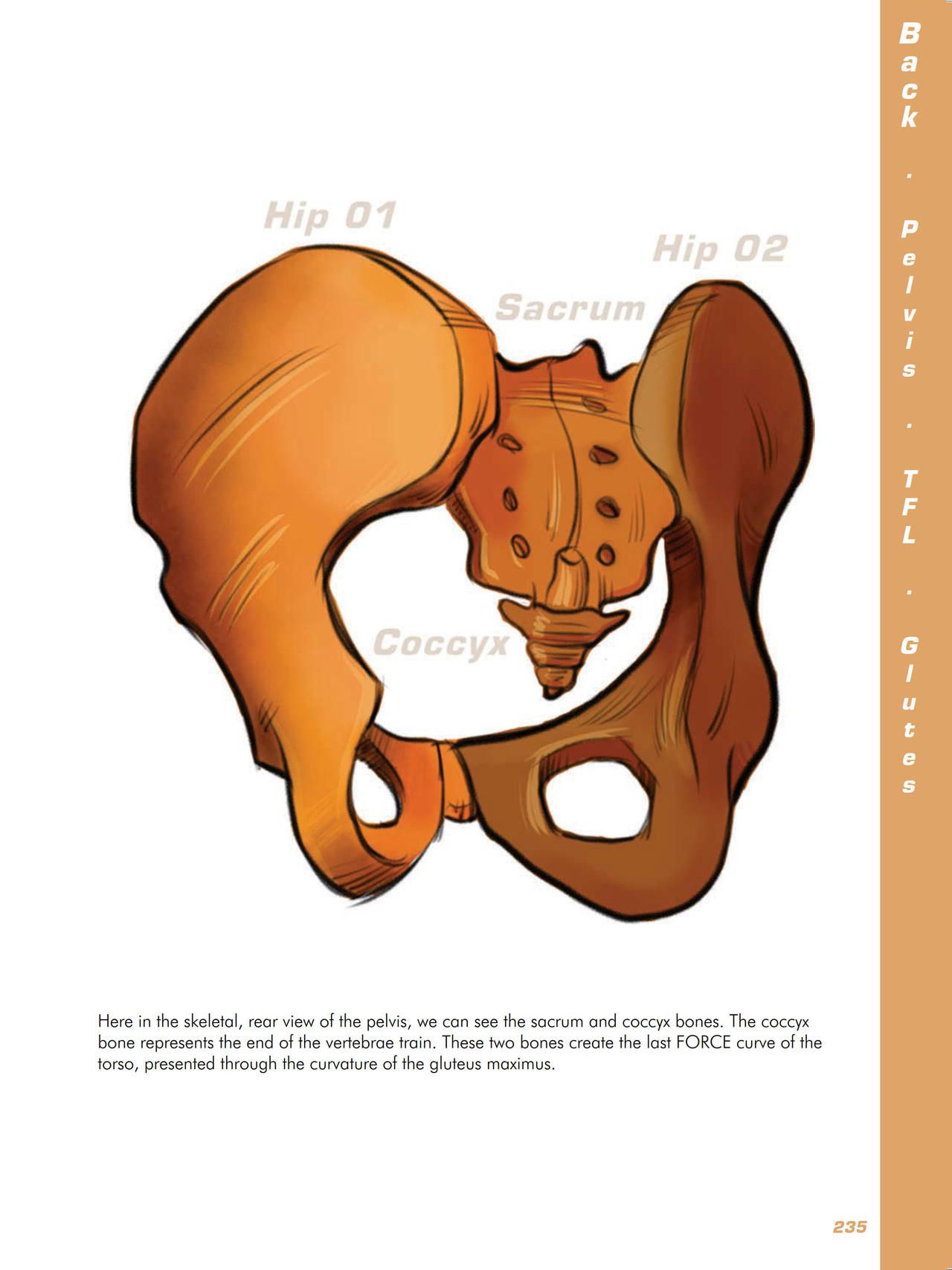 Force. Drawing human anatomy - Michael D. Mattesi [Digital] 256