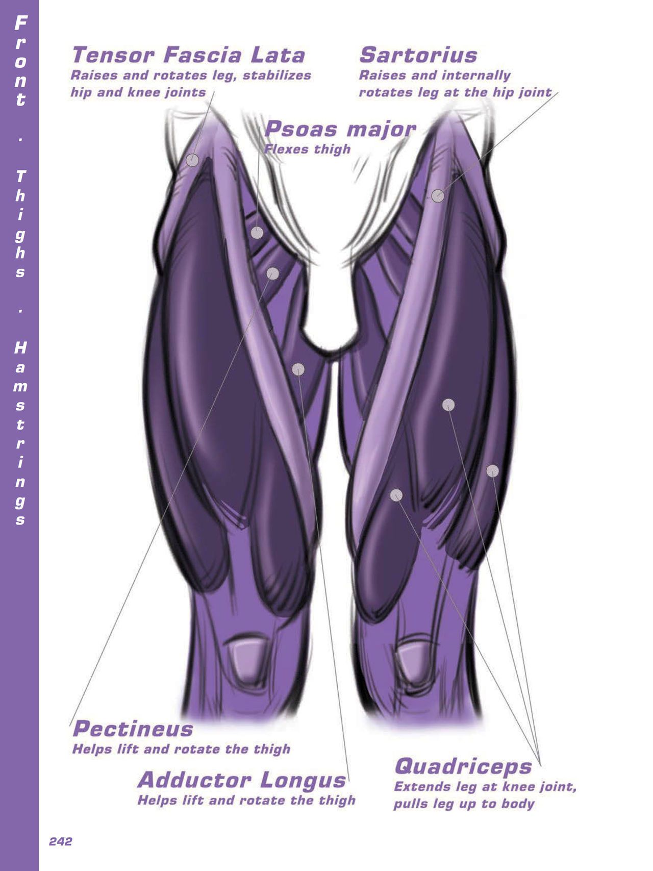 Force. Drawing human anatomy - Michael D. Mattesi [Digital] 263