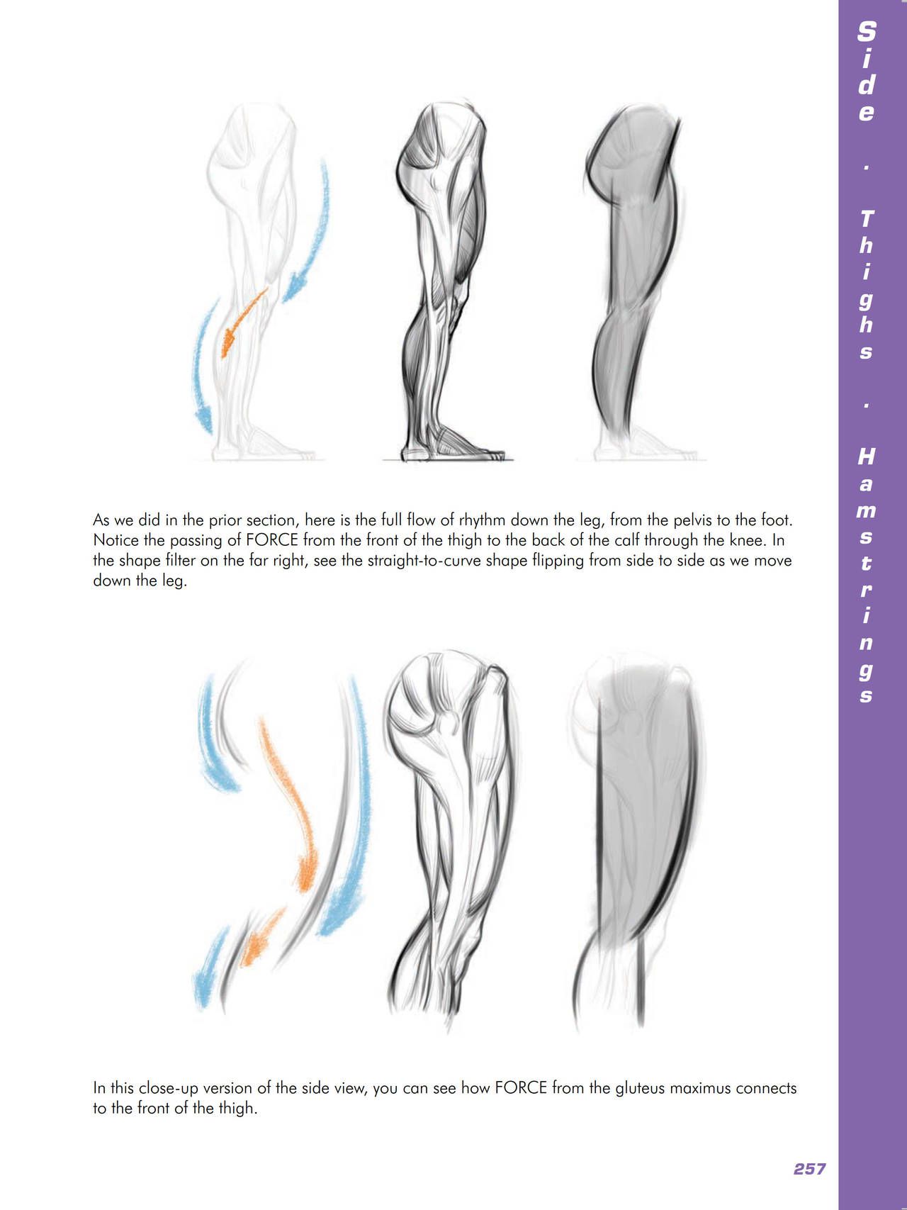 Force. Drawing human anatomy - Michael D. Mattesi [Digital] 278