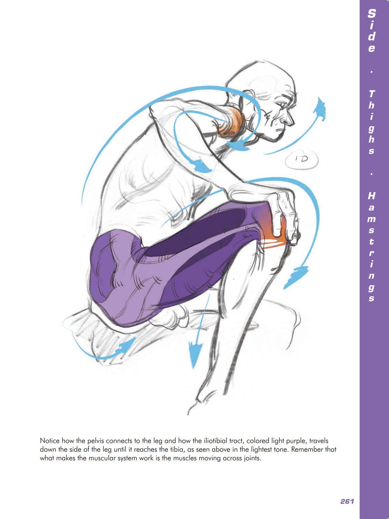 Force. Drawing human anatomy - Michael D. Mattesi [Digital] 282