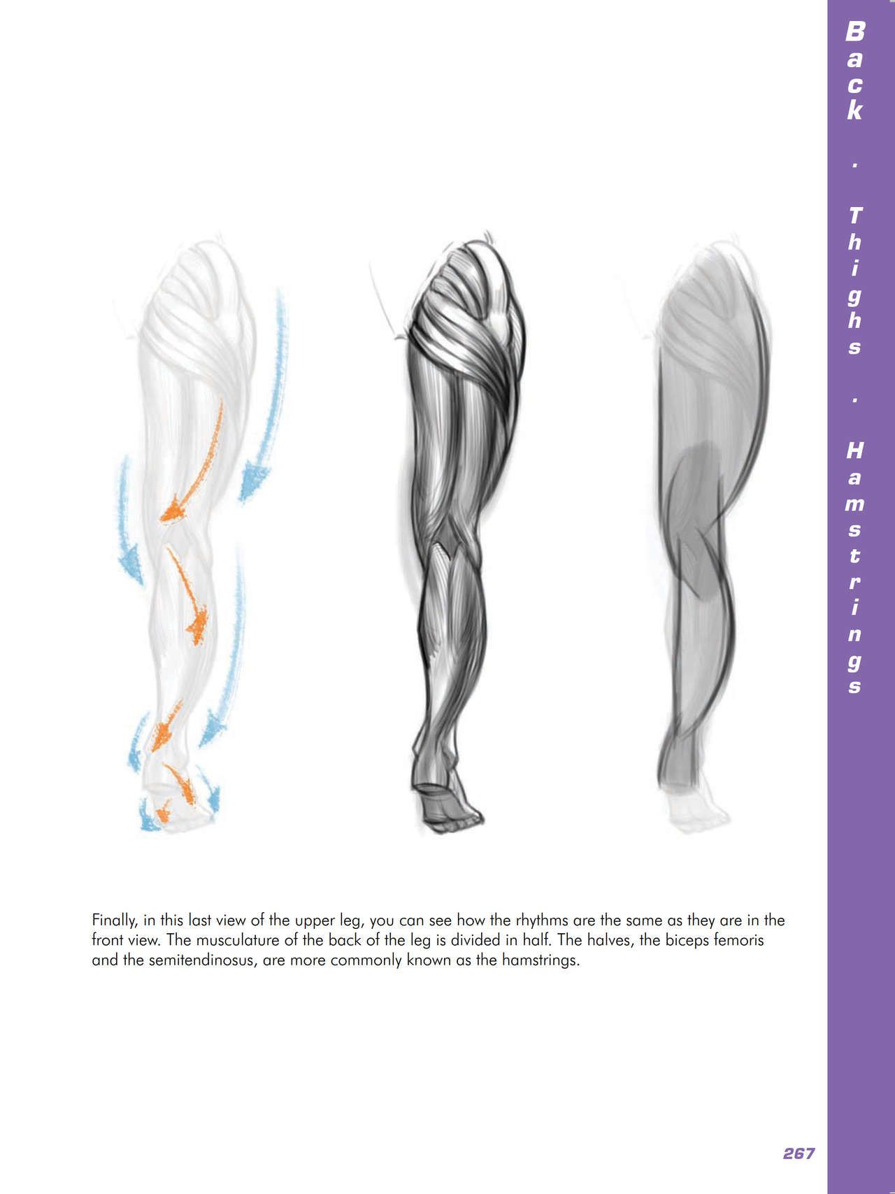 Force. Drawing human anatomy - Michael D. Mattesi [Digital] 288