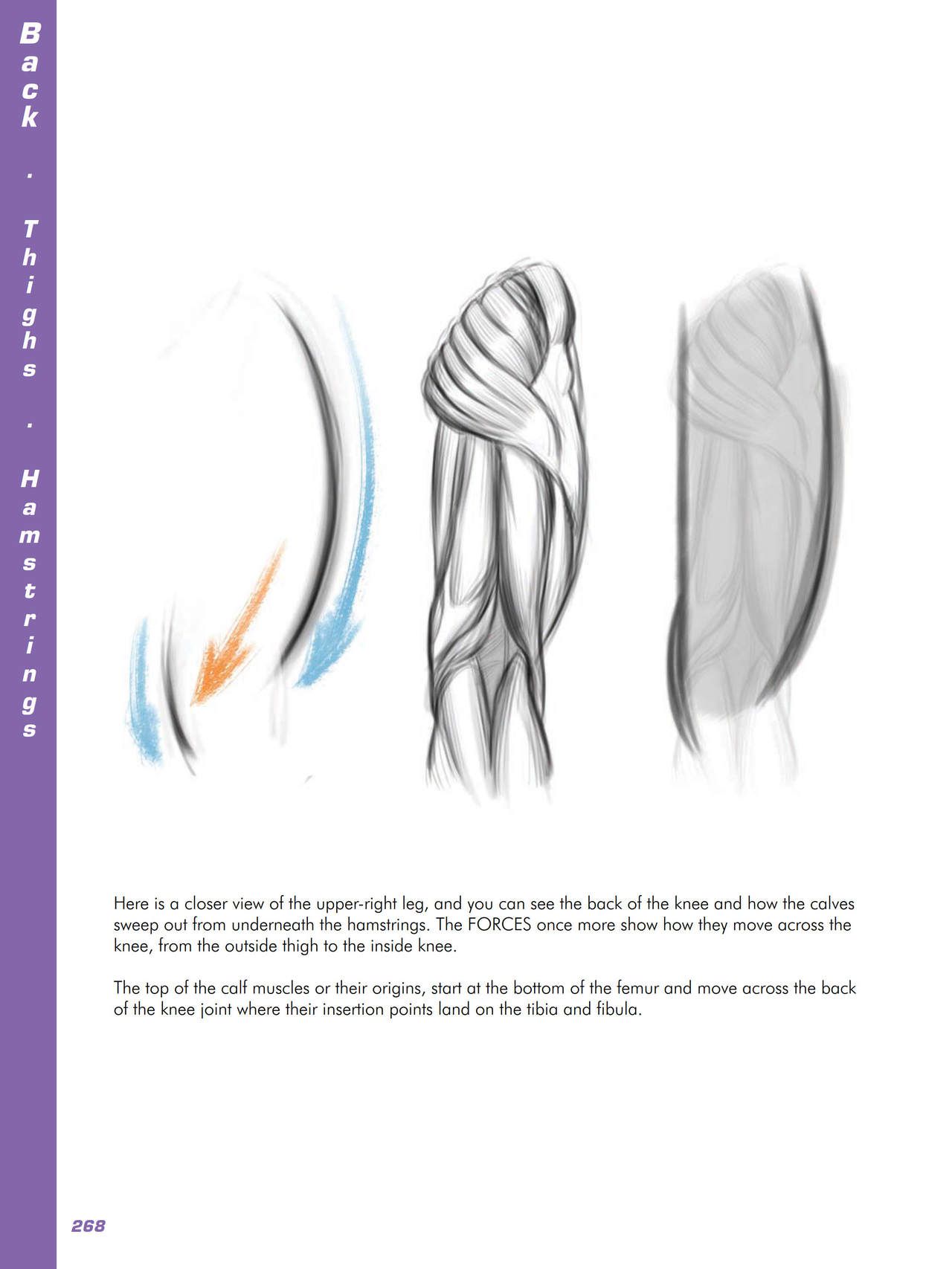 Force. Drawing human anatomy - Michael D. Mattesi [Digital] 289