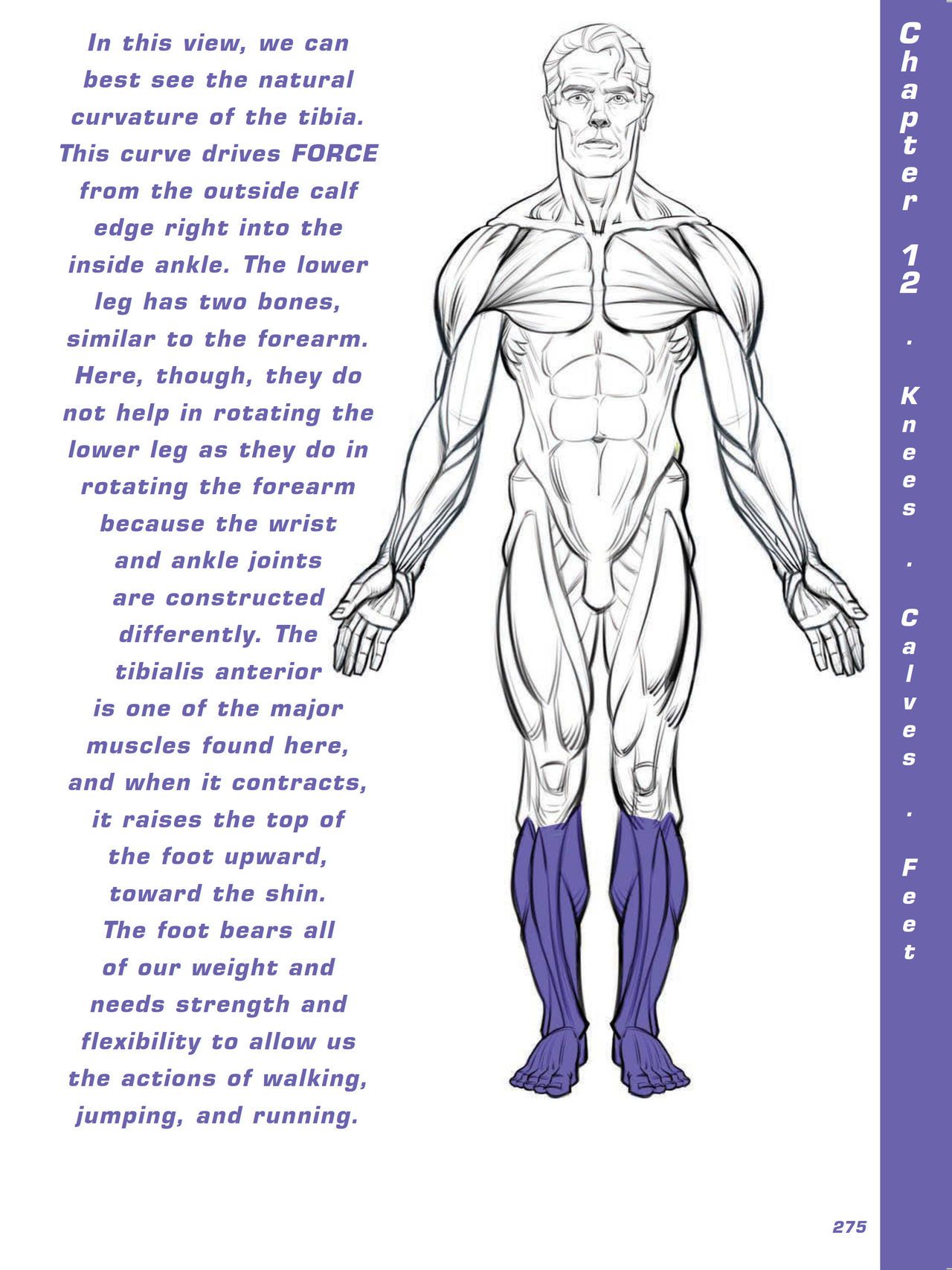 Force. Drawing human anatomy - Michael D. Mattesi [Digital] 296