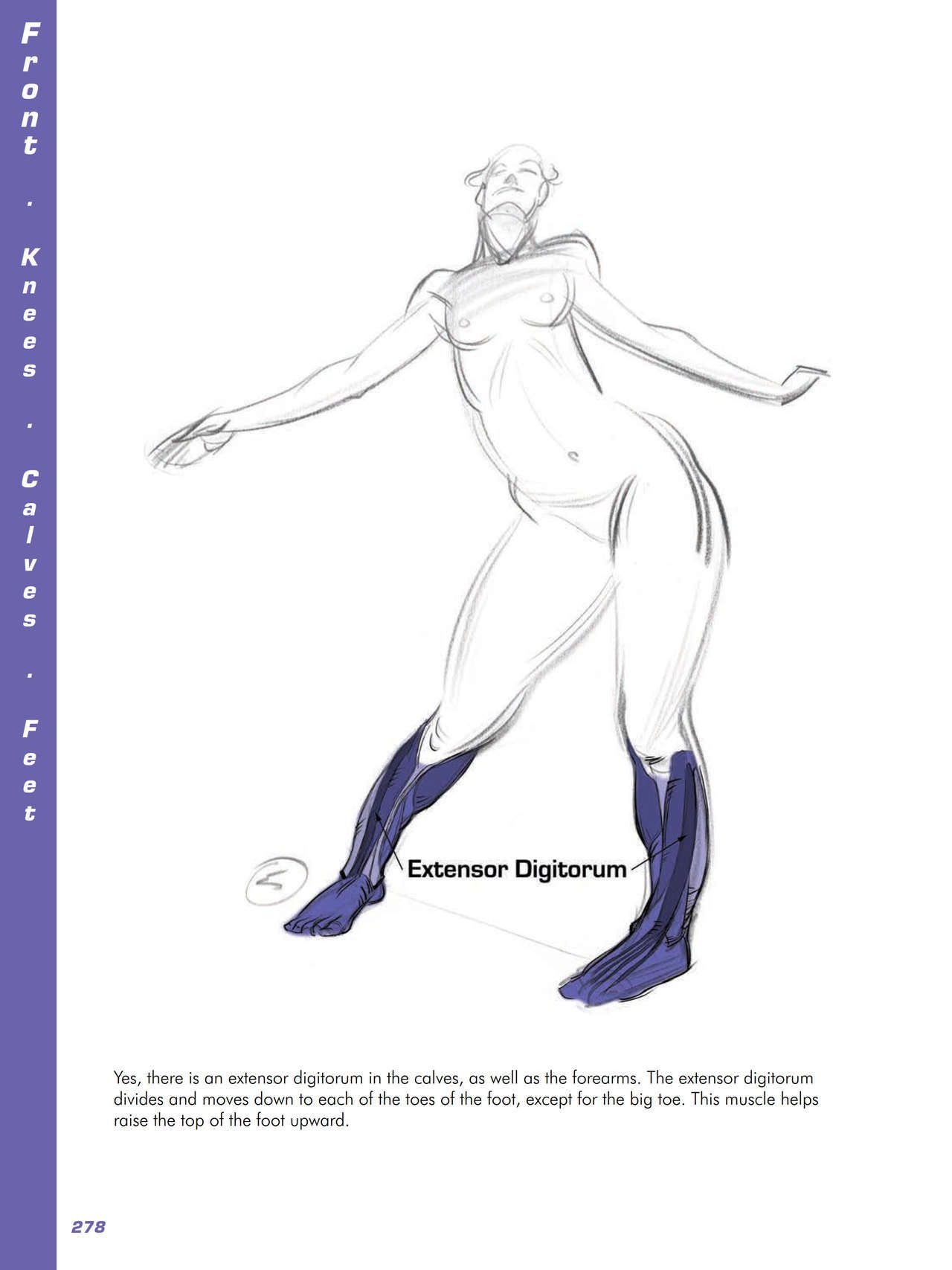 Force. Drawing human anatomy - Michael D. Mattesi [Digital] 299