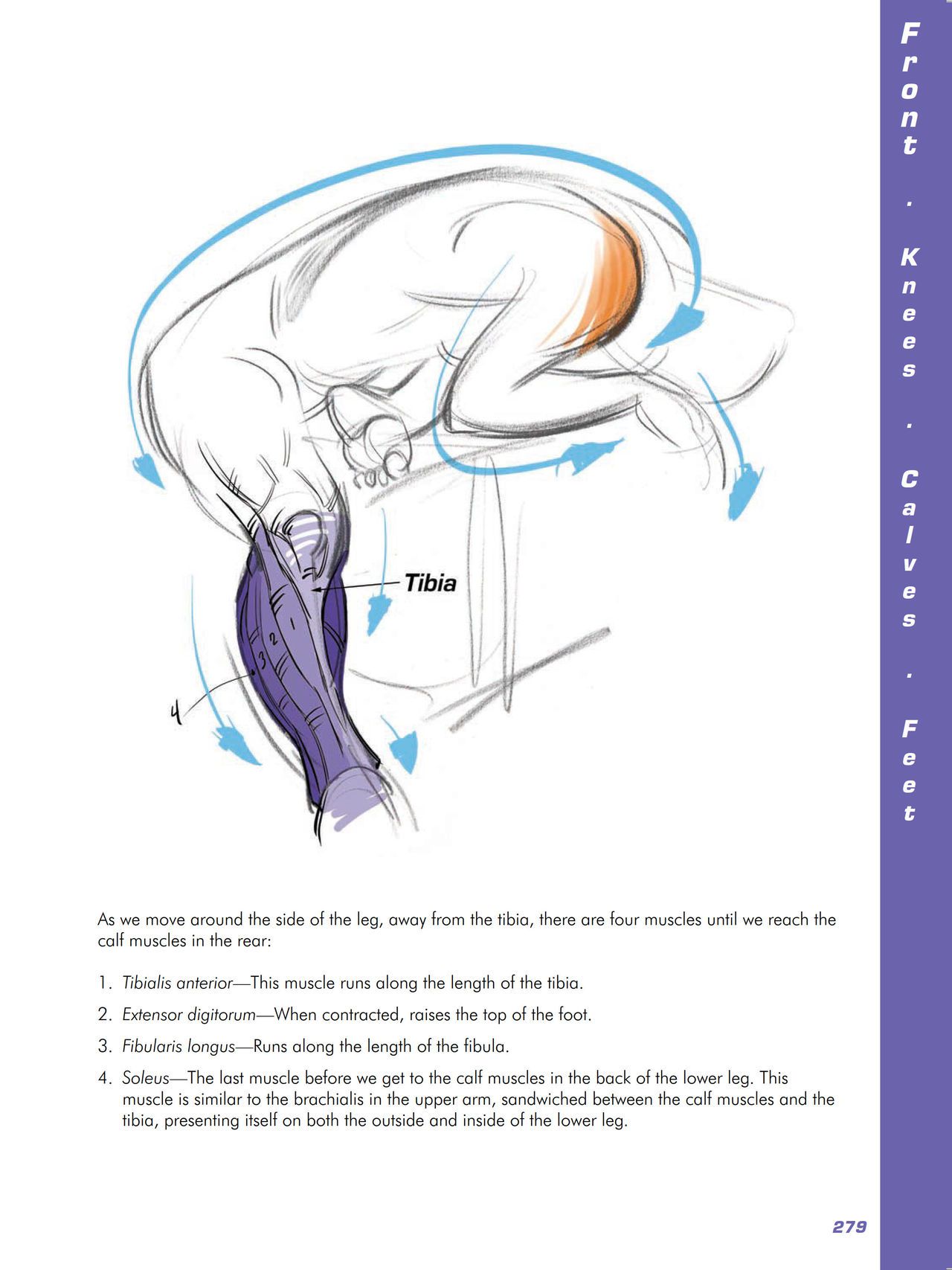 Force. Drawing human anatomy - Michael D. Mattesi [Digital] 300