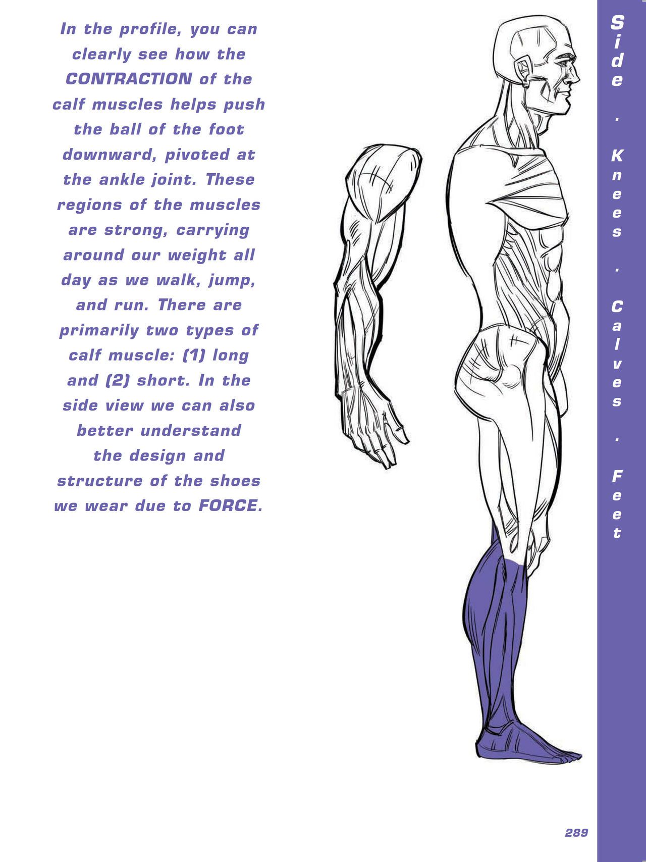 Force. Drawing human anatomy - Michael D. Mattesi [Digital] 310