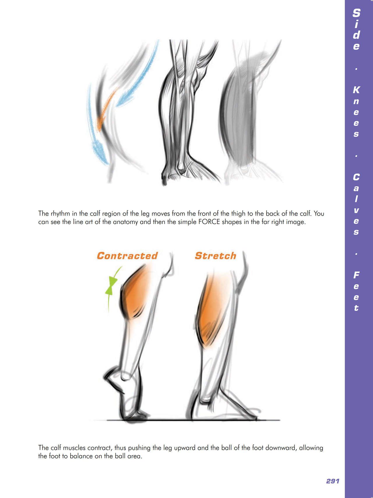 Force. Drawing human anatomy - Michael D. Mattesi [Digital] 312