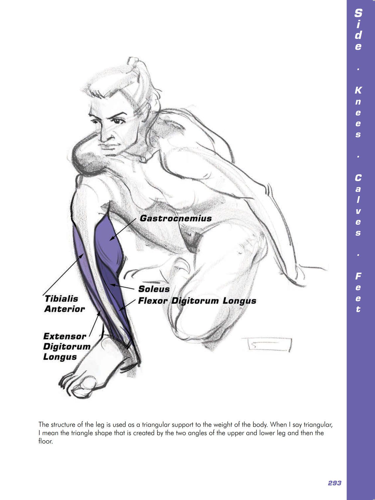 Force. Drawing human anatomy - Michael D. Mattesi [Digital] 314
