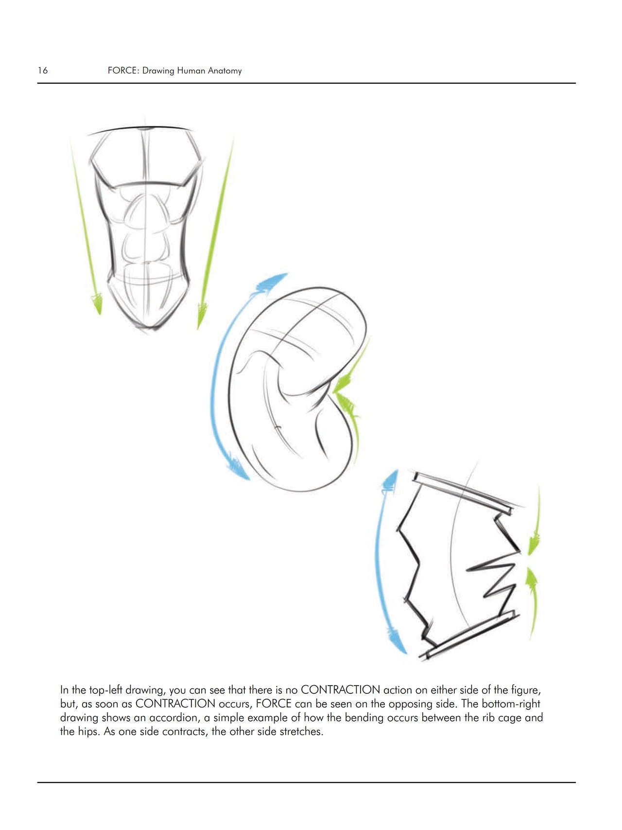 Force. Drawing human anatomy - Michael D. Mattesi [Digital] 37