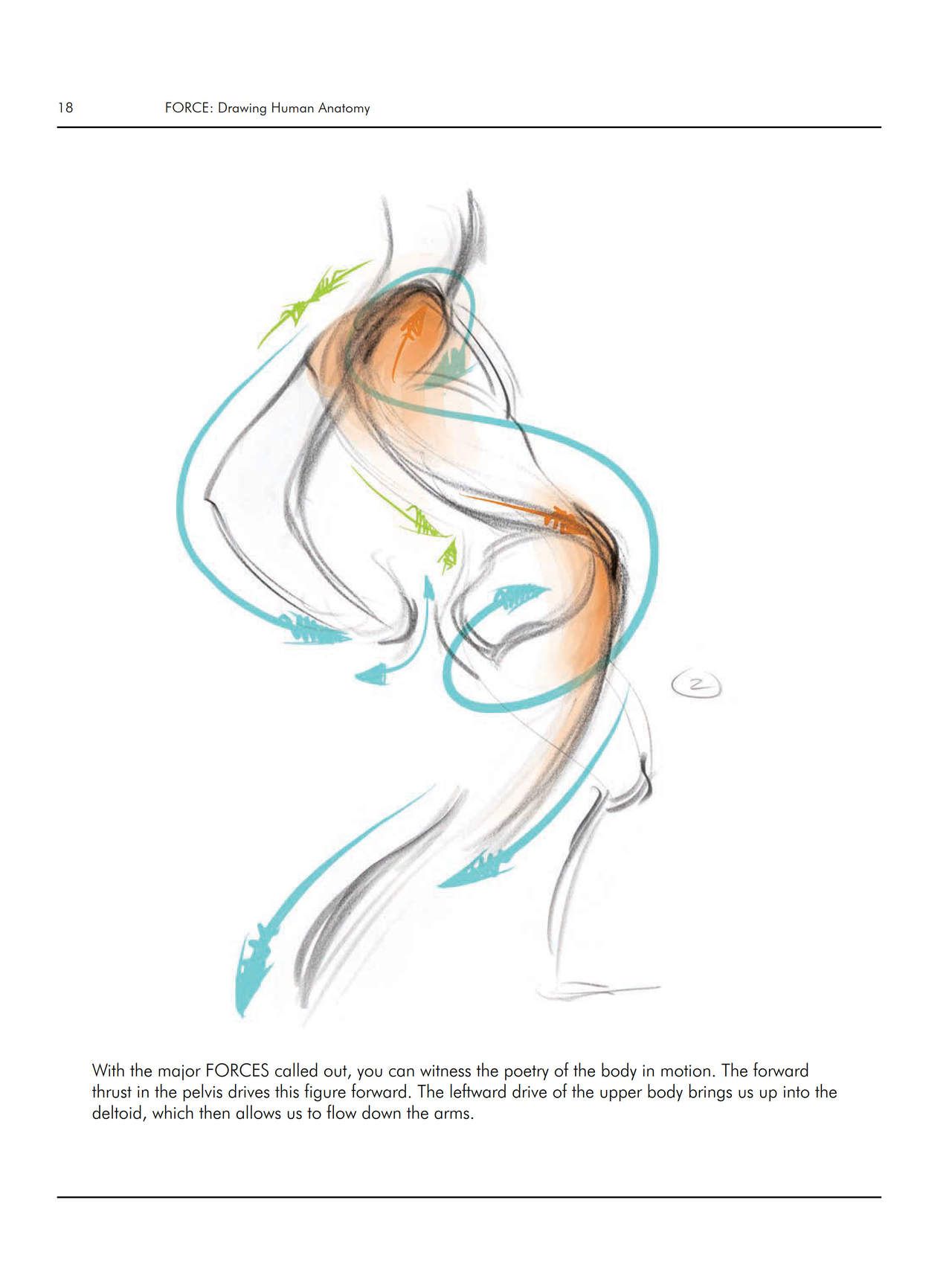 Force. Drawing human anatomy - Michael D. Mattesi [Digital] 39
