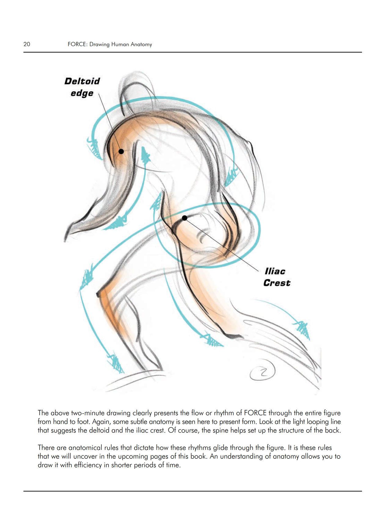 Force. Drawing human anatomy - Michael D. Mattesi [Digital] 41