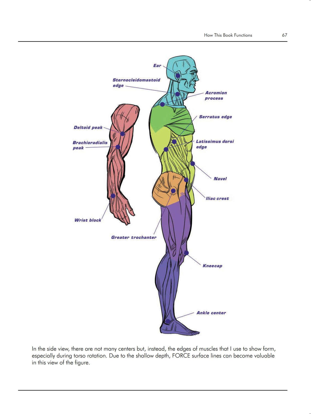 Force. Drawing human anatomy - Michael D. Mattesi [Digital] 88