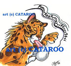cataroo gallery 13