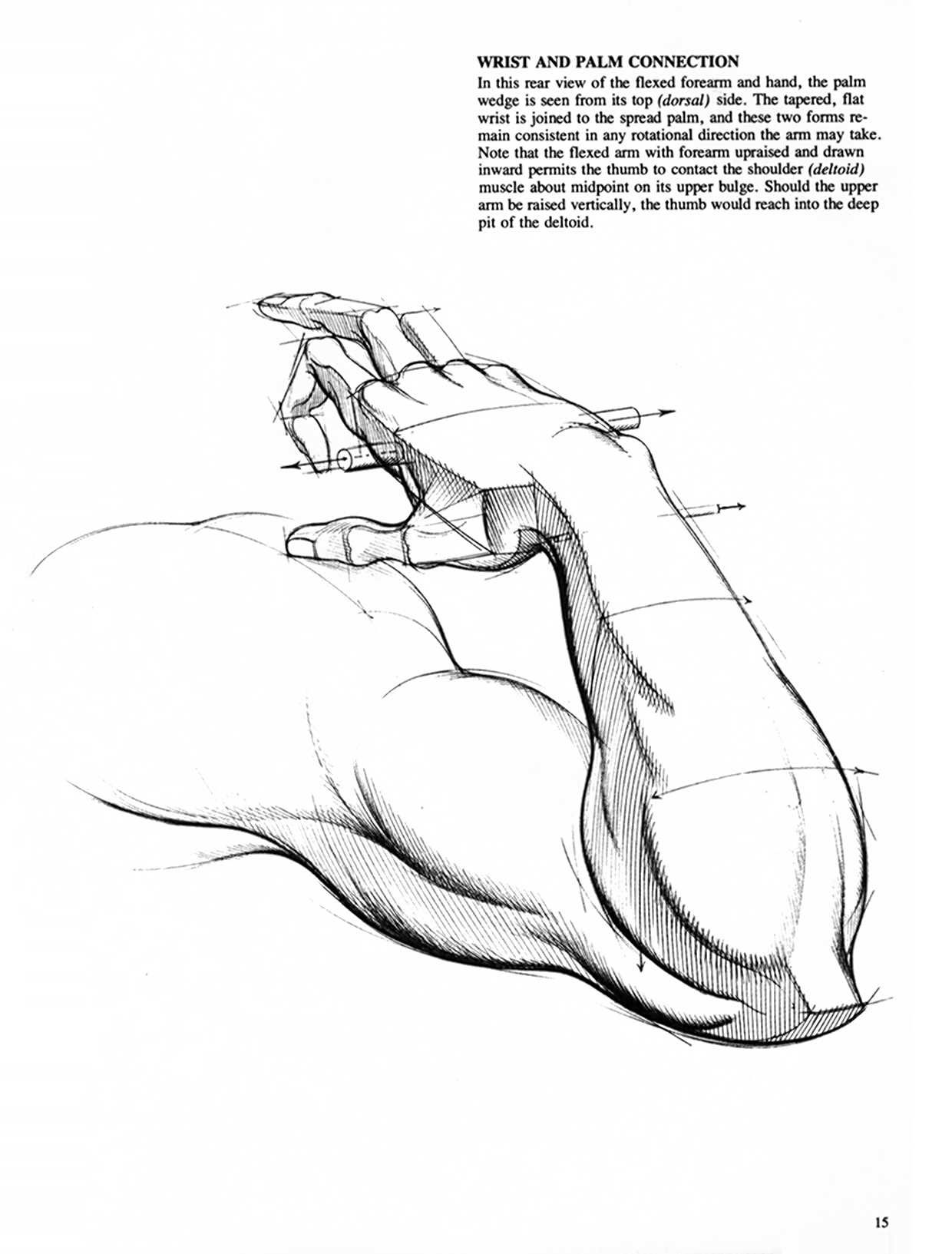 Drawing Dynamic Hands - Burne Hogarth[English] 动态素描·手部结构 - 伯恩・霍加斯[英文版] 12