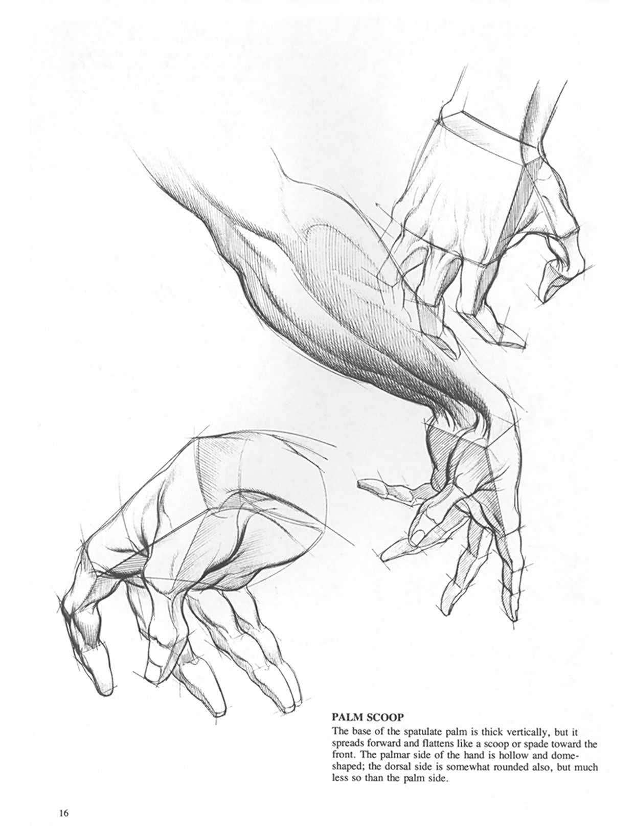 Drawing Dynamic Hands - Burne Hogarth[English] 动态素描·手部结构 - 伯恩・霍加斯[英文版] 13