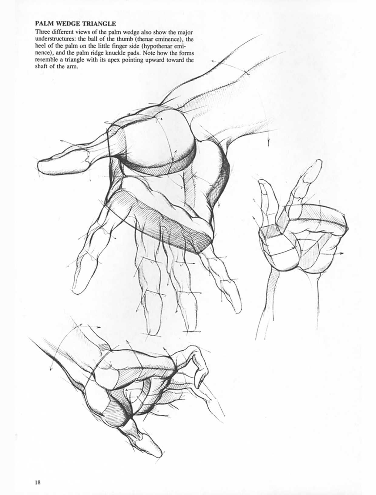 Drawing Dynamic Hands - Burne Hogarth[English] 动态素描·手部结构 - 伯恩・霍加斯[英文版] 15