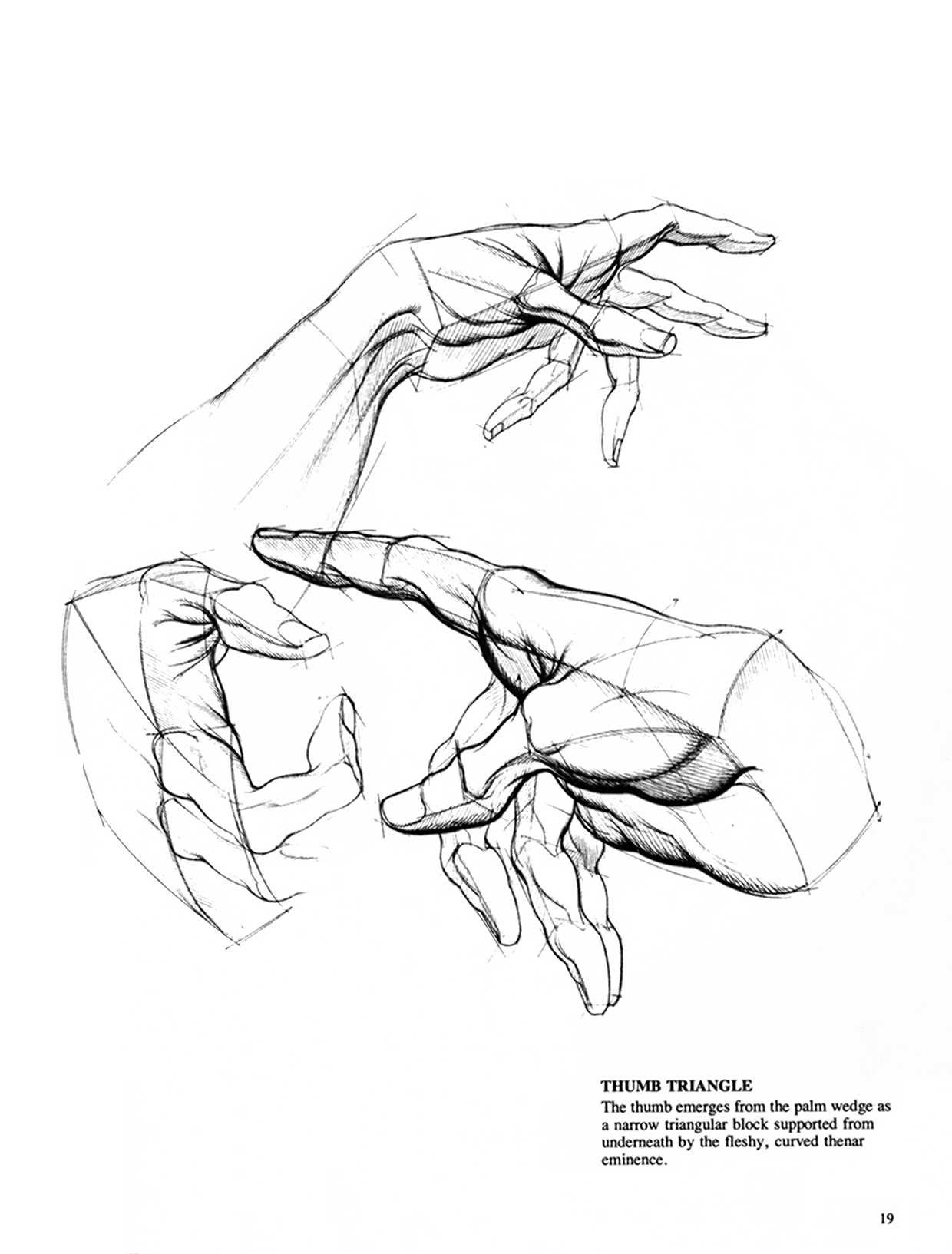 Drawing Dynamic Hands - Burne Hogarth[English] 动态素描·手部结构 - 伯恩・霍加斯[英文版] 16