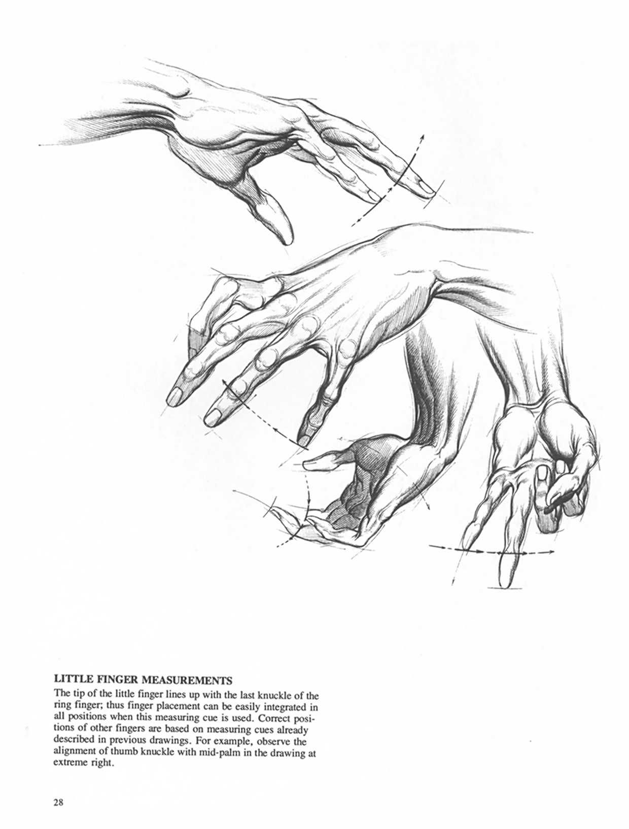 Drawing Dynamic Hands - Burne Hogarth[English] 动态素描·手部结构 - 伯恩・霍加斯[英文版] 25