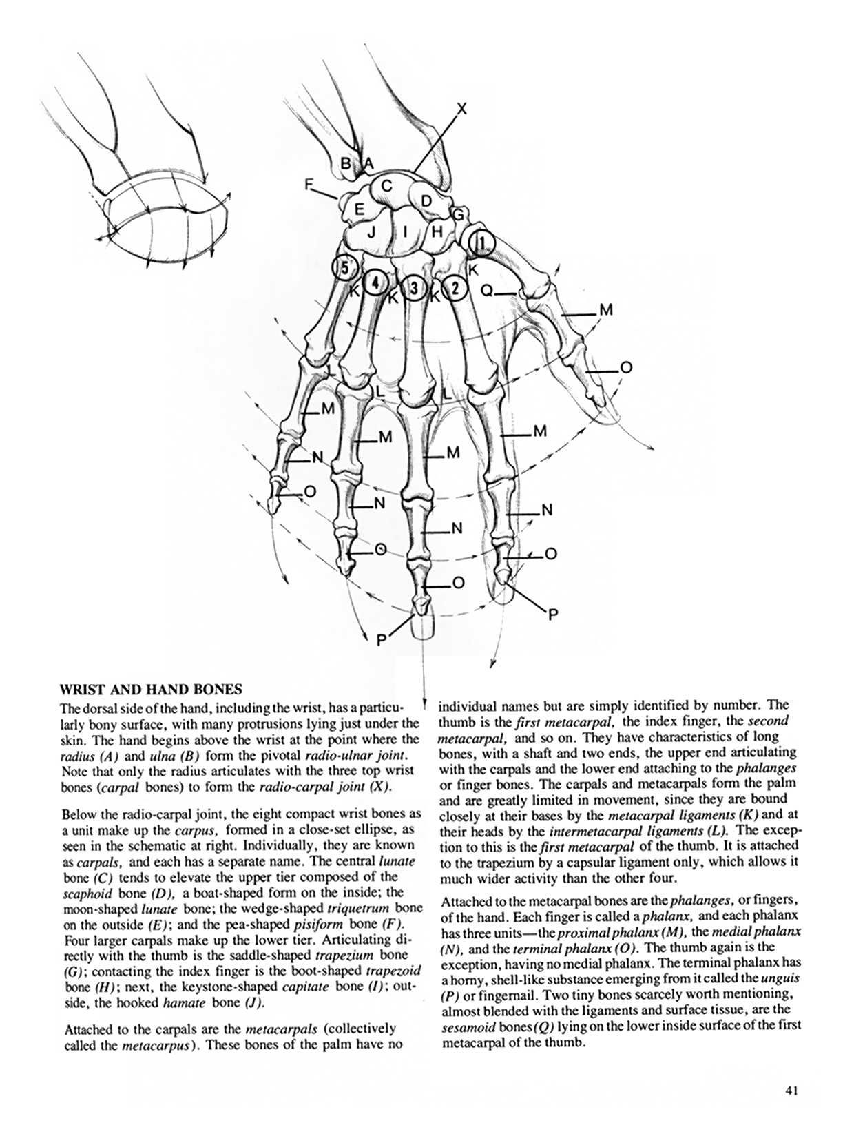 Drawing Dynamic Hands - Burne Hogarth[English] 动态素描·手部结构 - 伯恩・霍加斯[英文版] 38