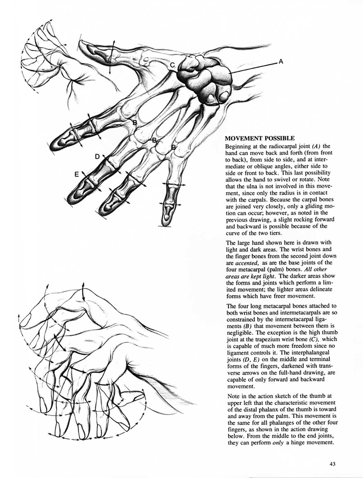 Drawing Dynamic Hands - Burne Hogarth[English] 动态素描·手部结构 - 伯恩・霍加斯[英文版] 40