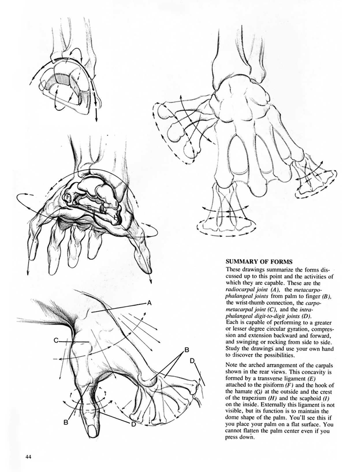 Drawing Dynamic Hands - Burne Hogarth[English] 动态素描·手部结构 - 伯恩・霍加斯[英文版] 41