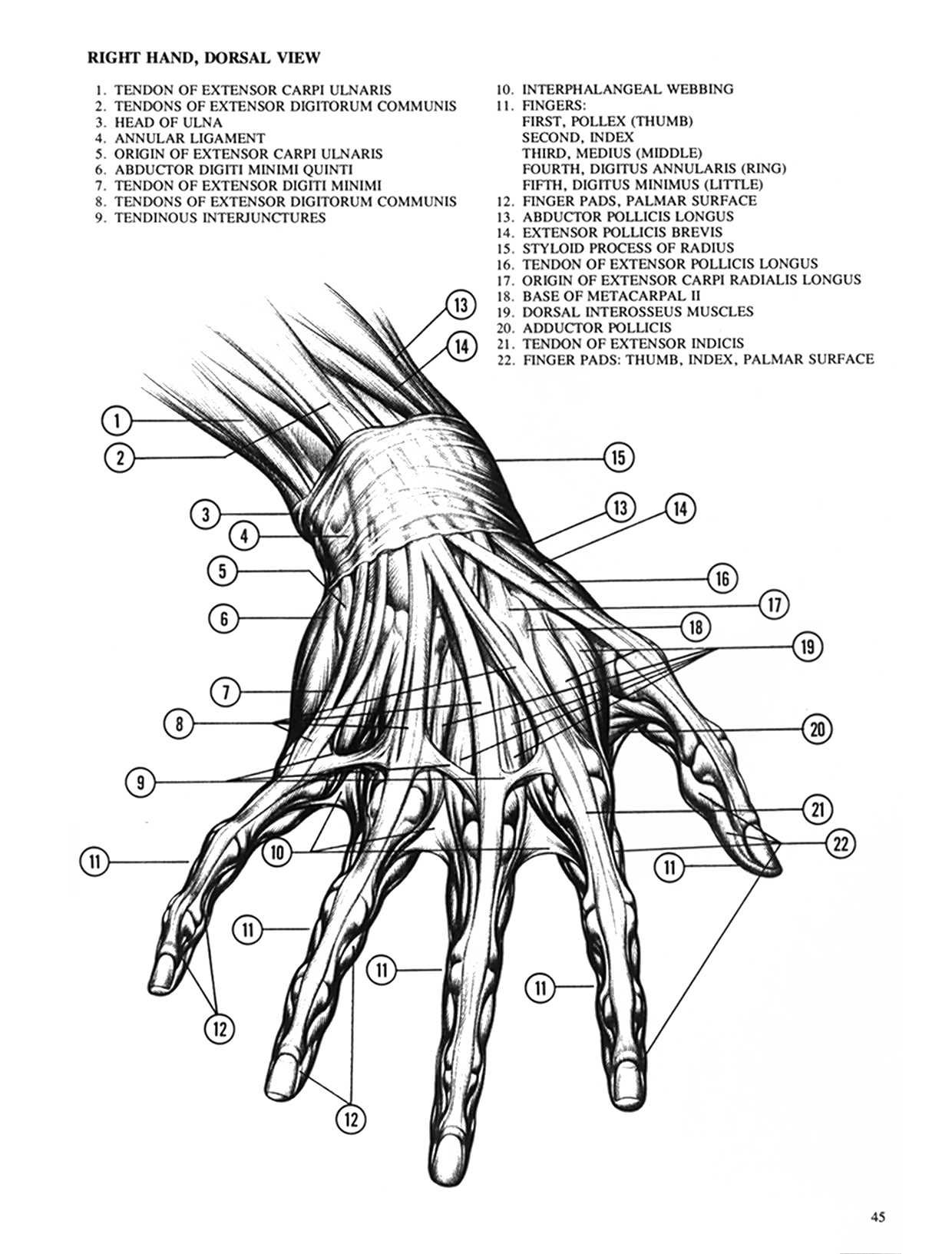 Drawing Dynamic Hands - Burne Hogarth[English] 动态素描·手部结构 - 伯恩・霍加斯[英文版] 42