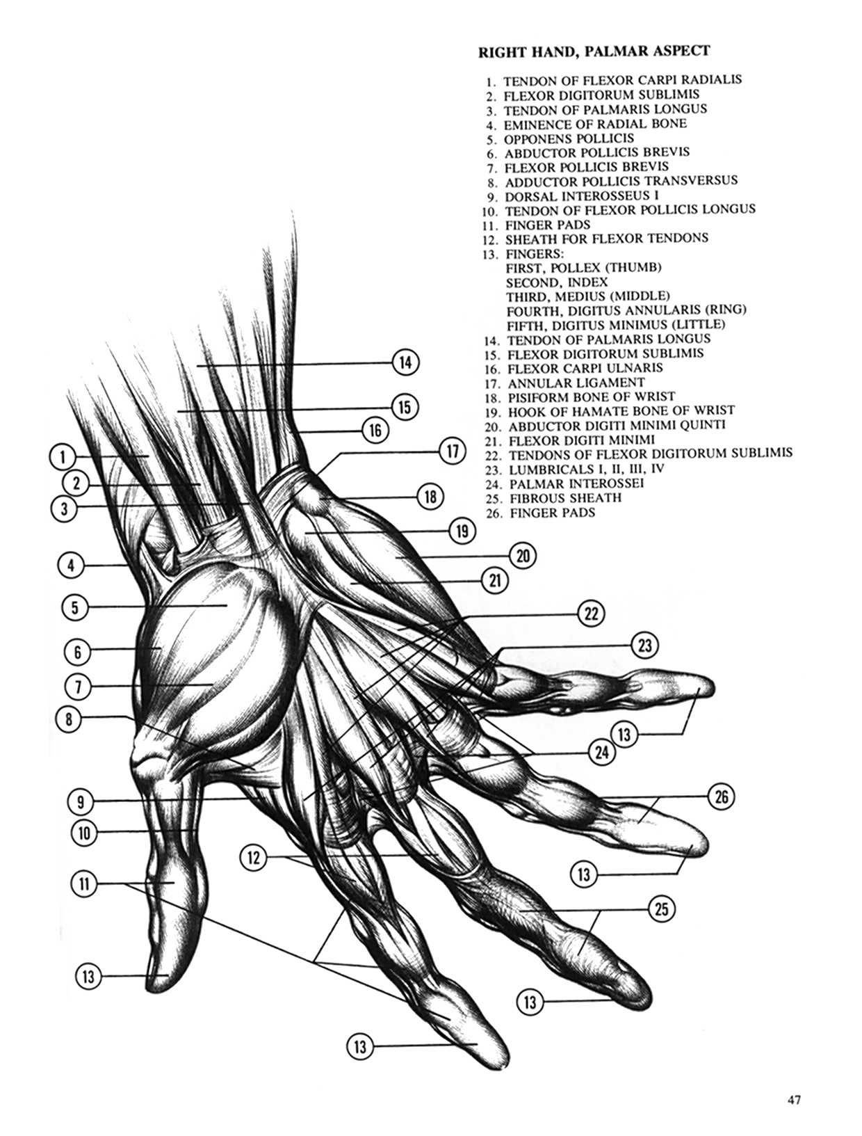 Drawing Dynamic Hands - Burne Hogarth[English] 动态素描·手部结构 - 伯恩・霍加斯[英文版] 44