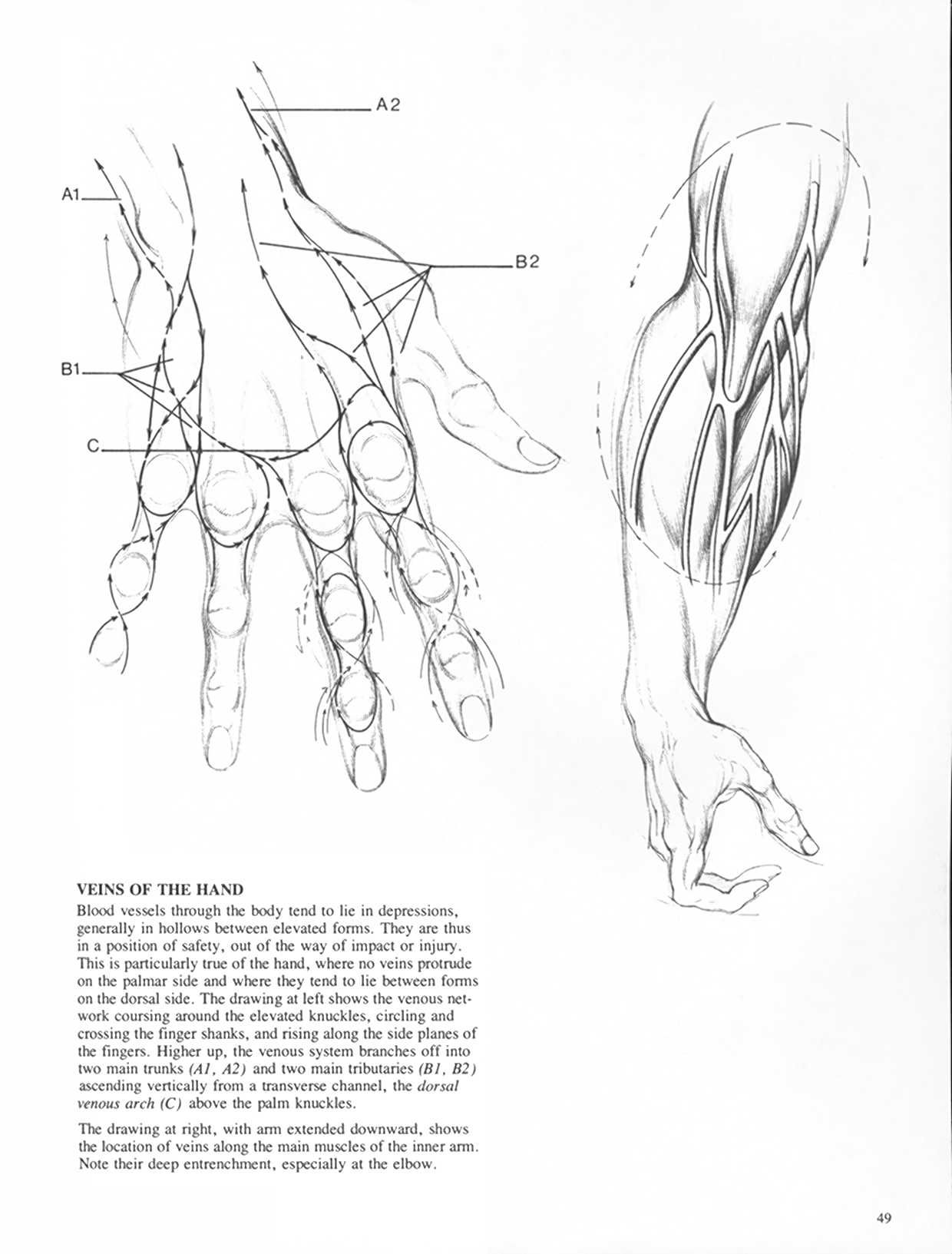 Drawing Dynamic Hands - Burne Hogarth[English] 动态素描·手部结构 - 伯恩・霍加斯[英文版] 46