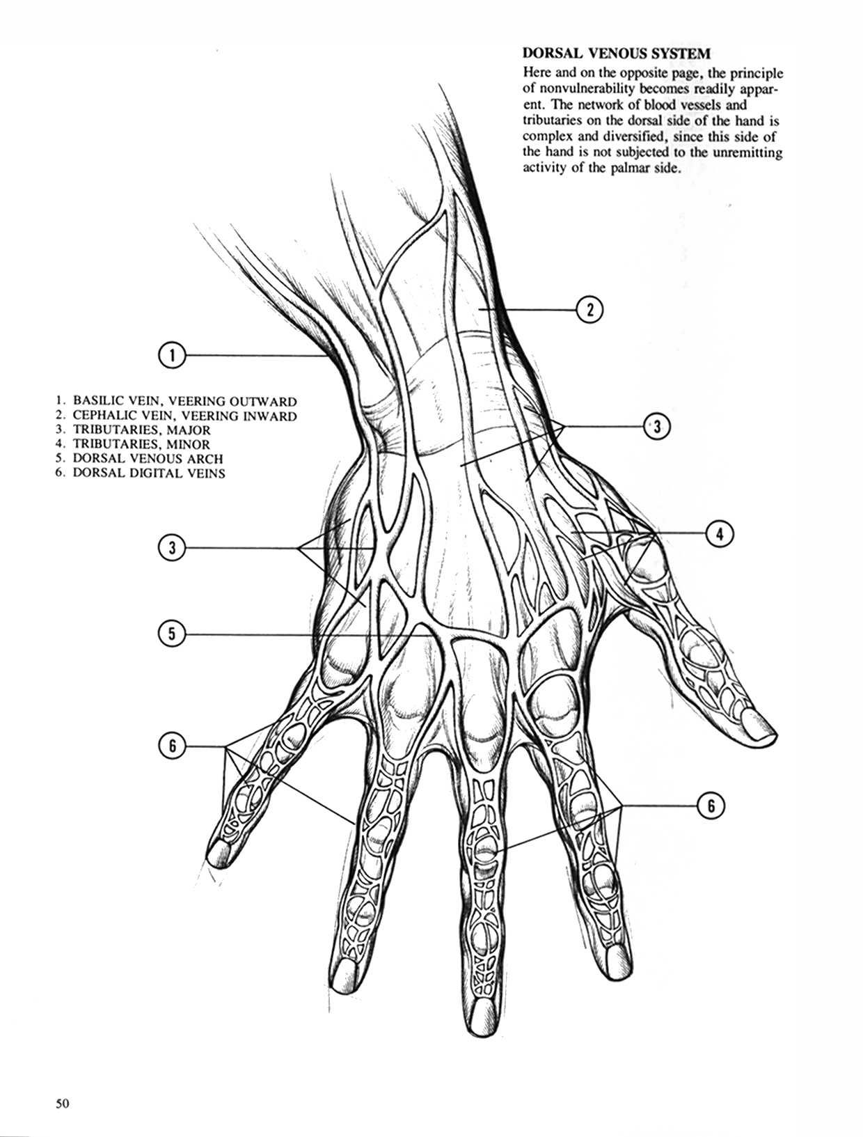 Drawing Dynamic Hands - Burne Hogarth[English] 动态素描·手部结构 - 伯恩・霍加斯[英文版] 47