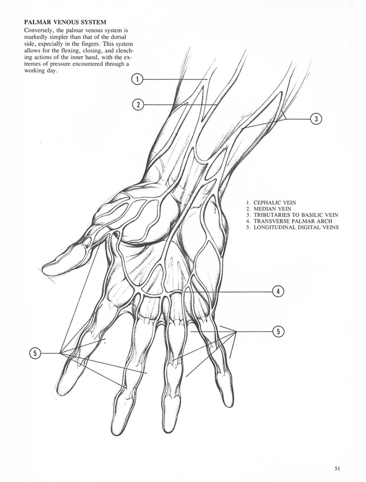 Drawing Dynamic Hands - Burne Hogarth[English] 动态素描·手部结构 - 伯恩・霍加斯[英文版] 48