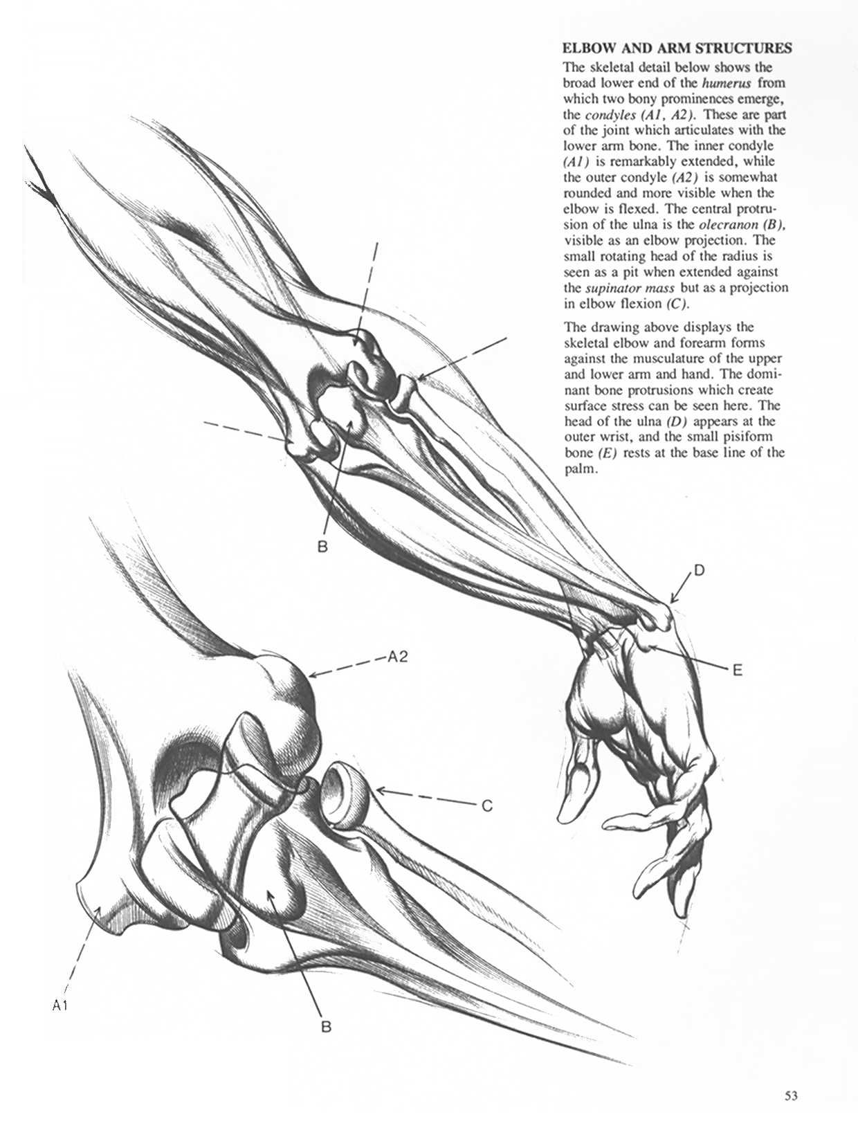 Drawing Dynamic Hands - Burne Hogarth[English] 动态素描·手部结构 - 伯恩・霍加斯[英文版] 50