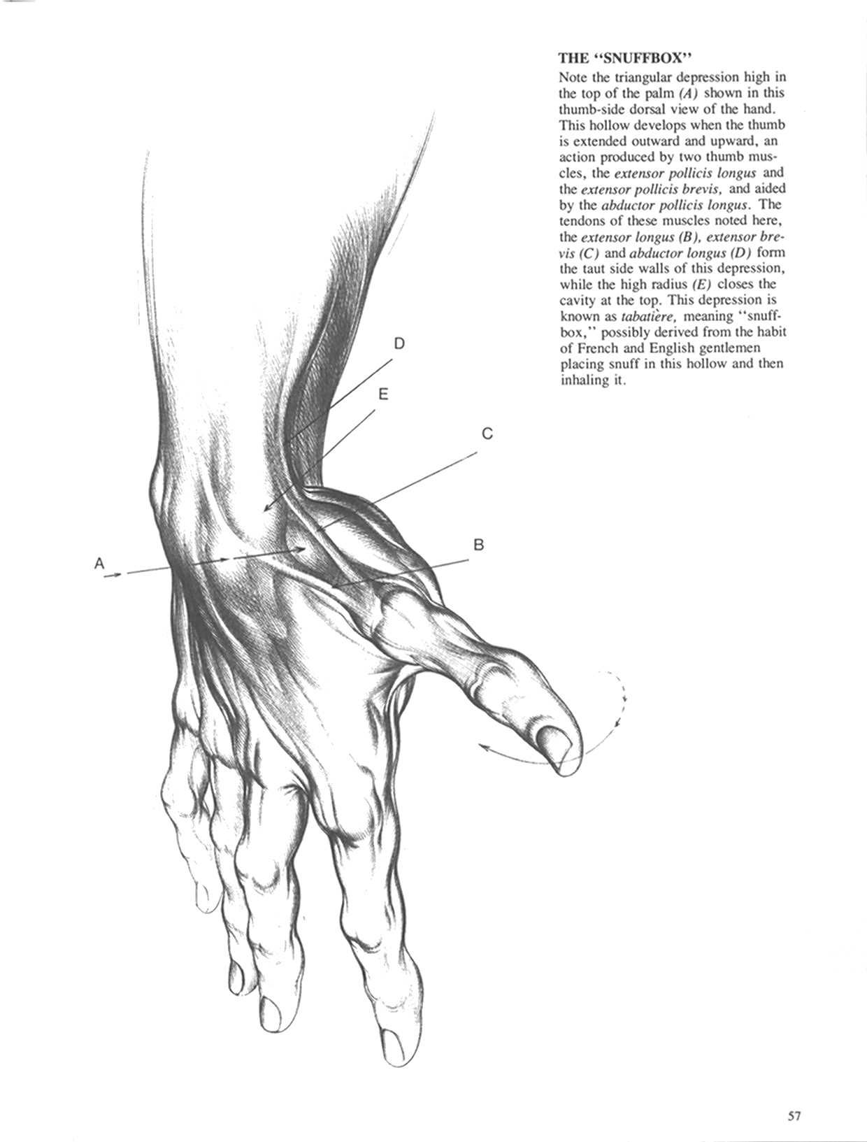 Drawing Dynamic Hands - Burne Hogarth[English] 动态素描·手部结构 - 伯恩・霍加斯[英文版] 54