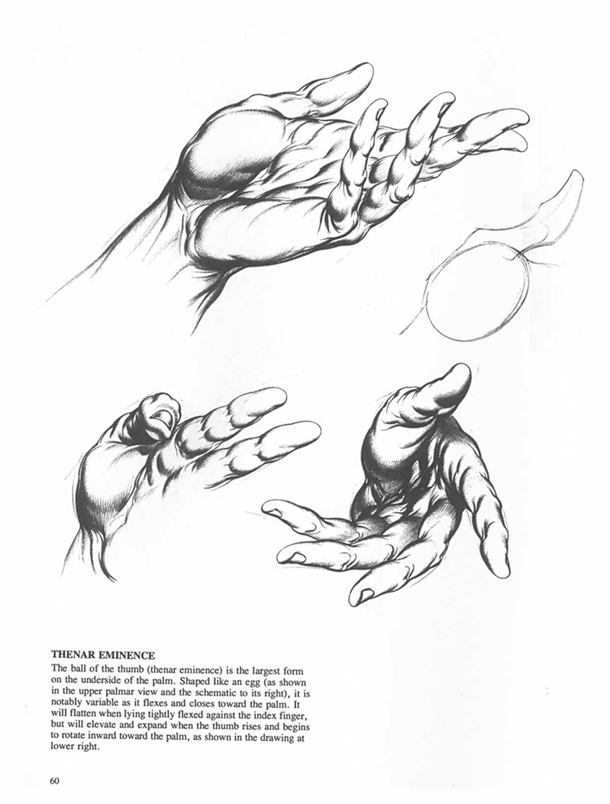 Drawing Dynamic Hands - Burne Hogarth[English] 动态素描·手部结构 - 伯恩・霍加斯[英文版] 57