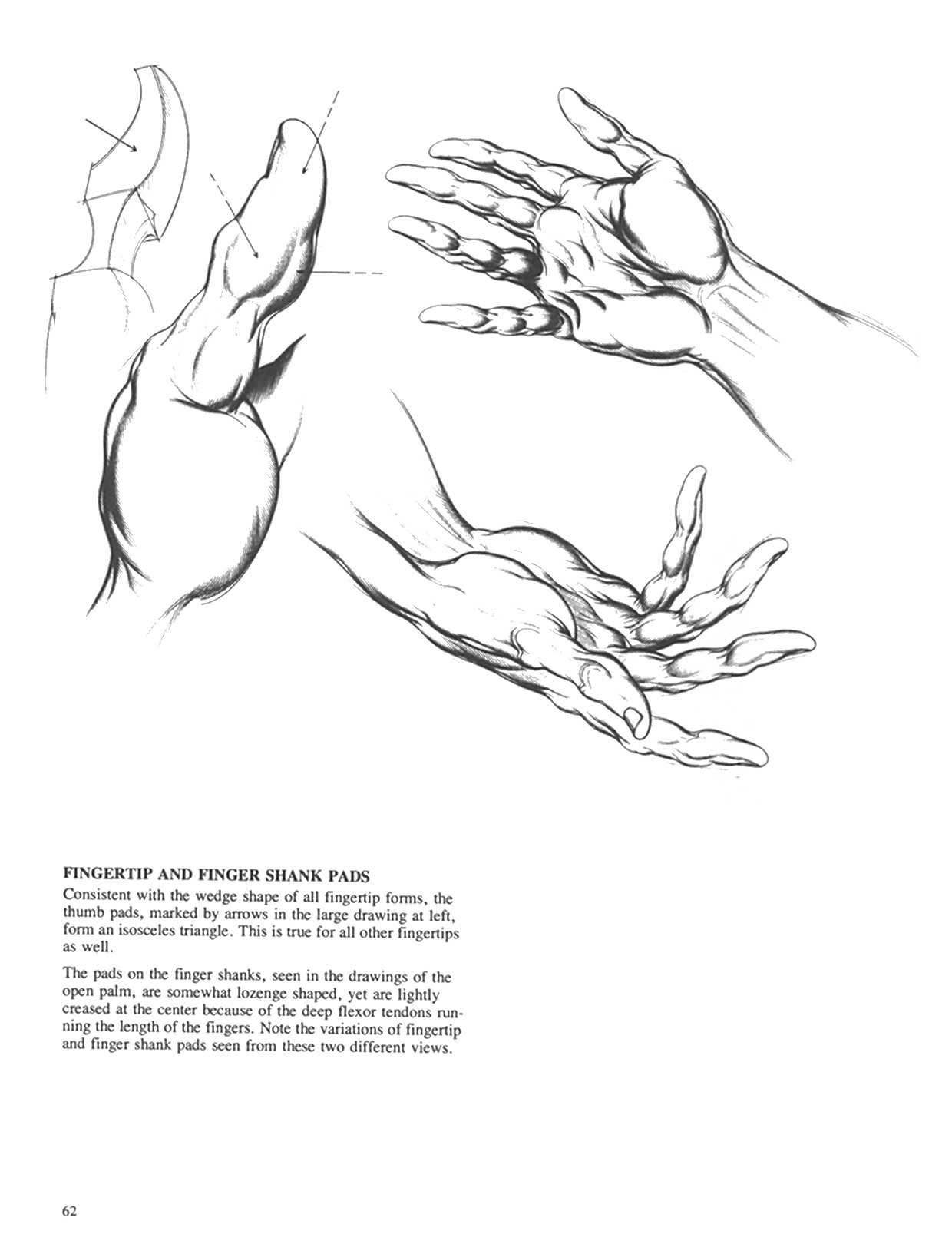 Drawing Dynamic Hands - Burne Hogarth[English] 动态素描·手部结构 - 伯恩・霍加斯[英文版] 59