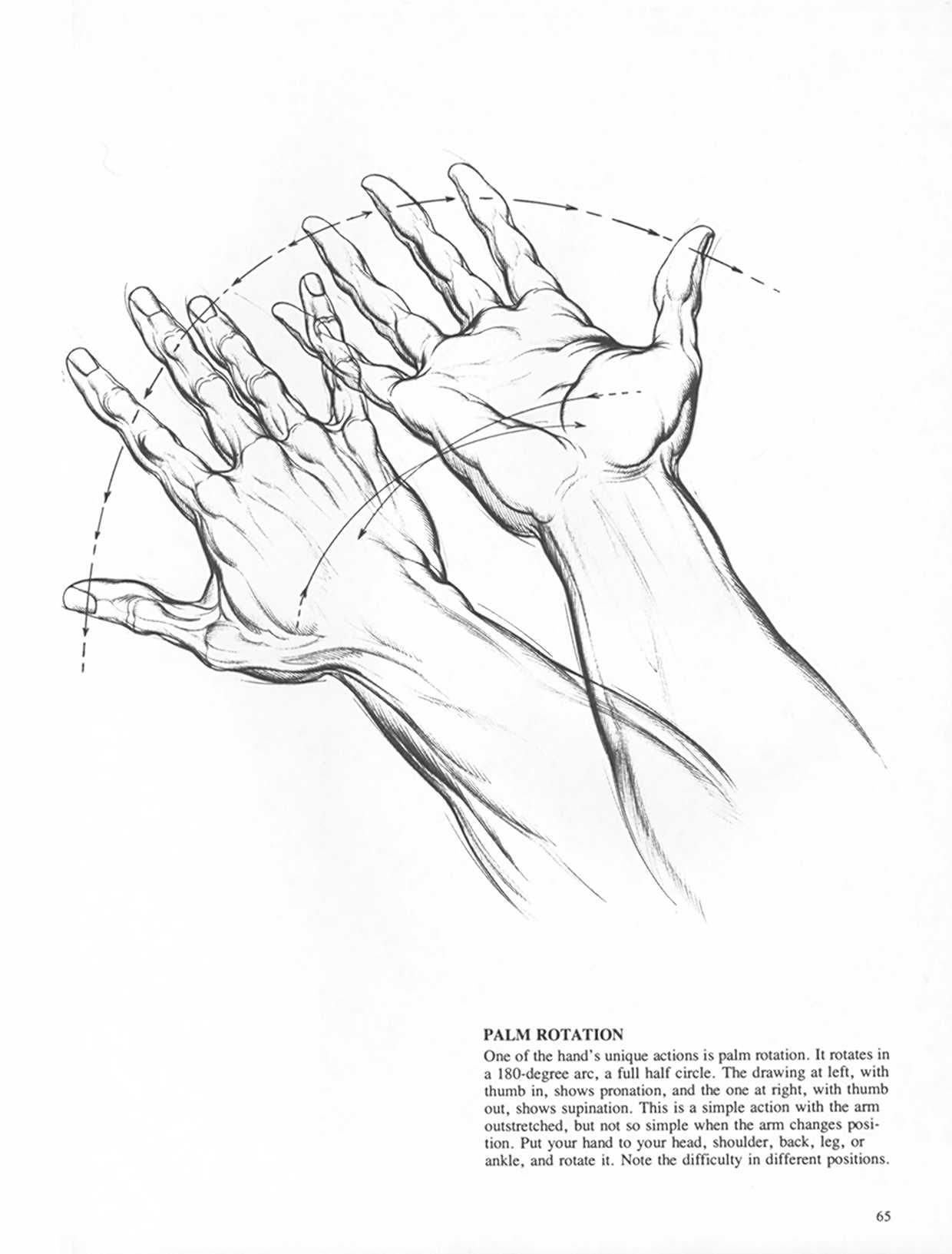 Drawing Dynamic Hands - Burne Hogarth[English] 动态素描·手部结构 - 伯恩・霍加斯[英文版] 62