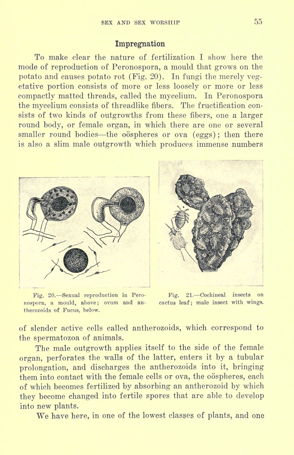 [Otto Augustus Wall] Sex and sex worship : (phallic worship) a scientific treatise on sex, its nature and function, and its influence on art, science, architecture, and religion--with special reference to sex worship and symbolism 75