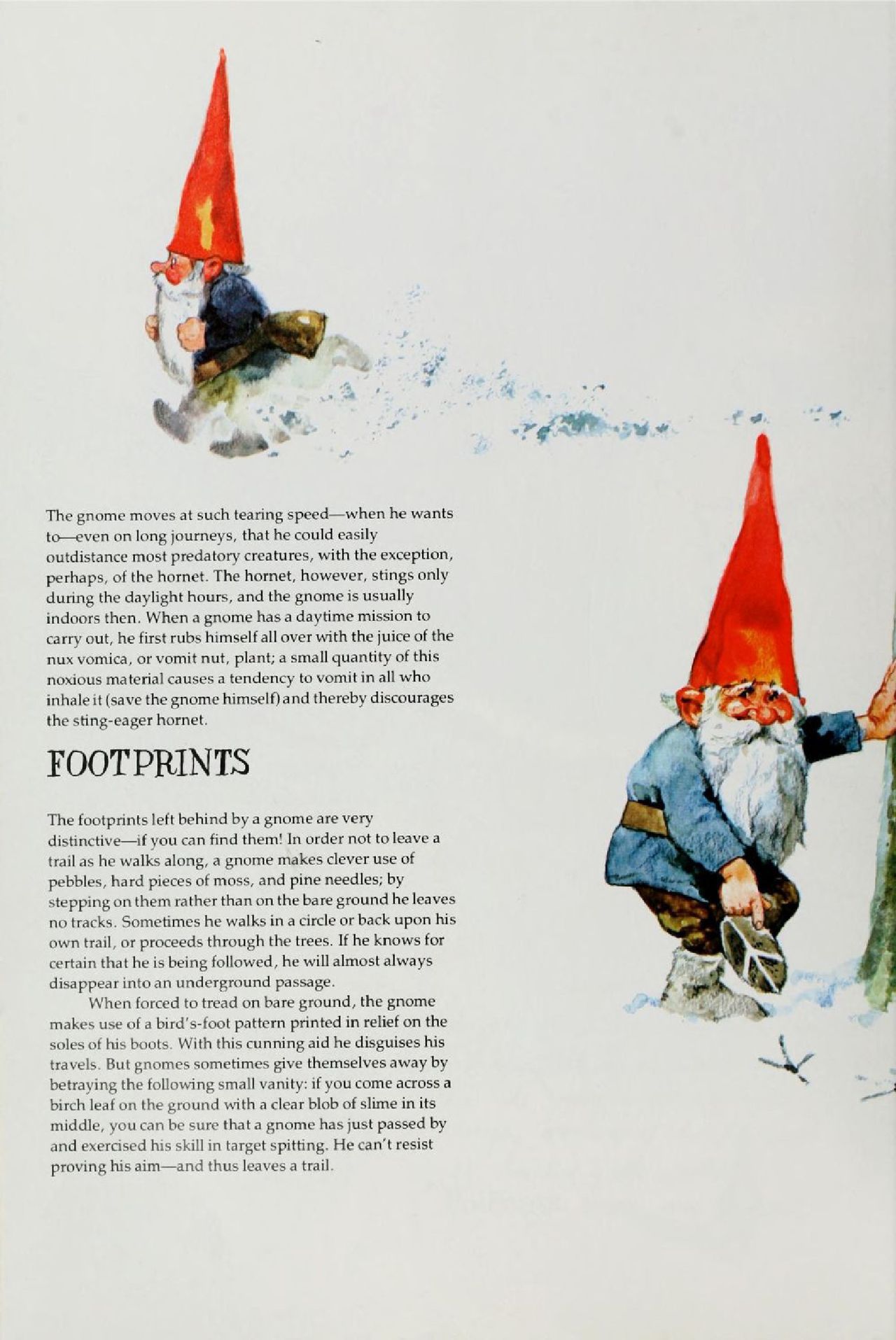Gnomes by Wil Huygen, Rien Poortvliet 22