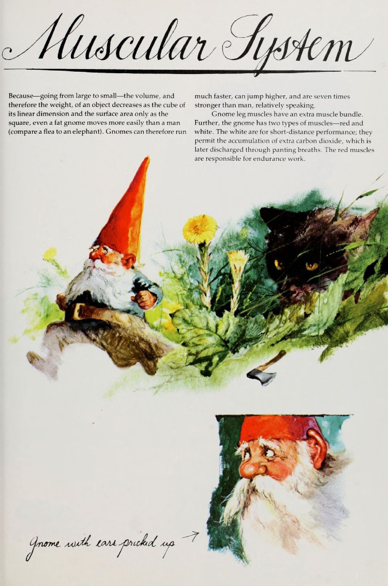 Gnomes by Wil Huygen, Rien Poortvliet 27