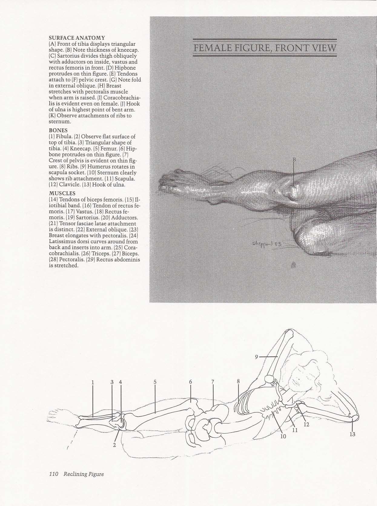 Drawing the Living Figure - Joseph Sheppard J.夏帕德动态人体解剖 - J.夏帕德[英文版] 113