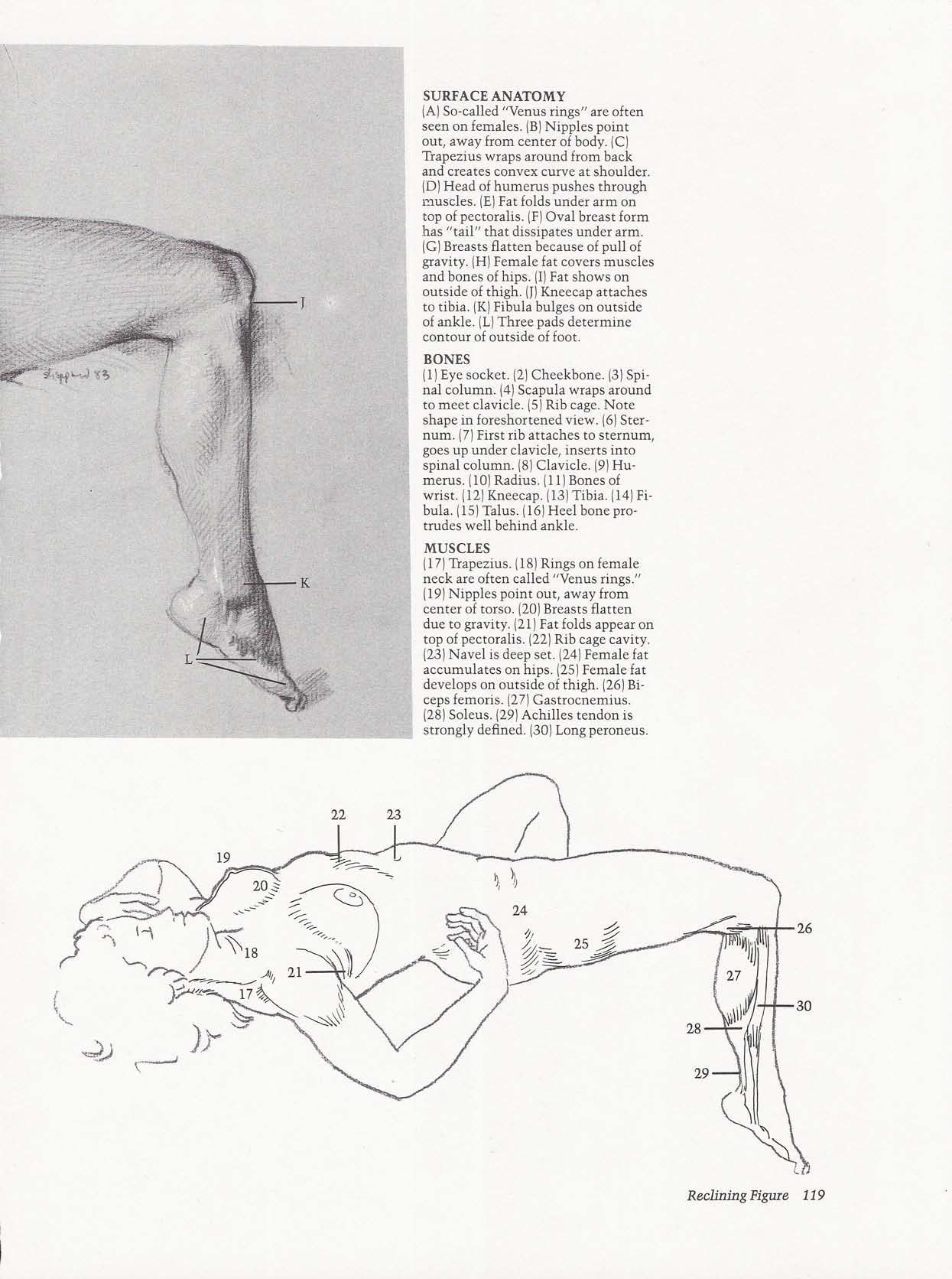 Drawing the Living Figure - Joseph Sheppard J.夏帕德动态人体解剖 - J.夏帕德[英文版] 122