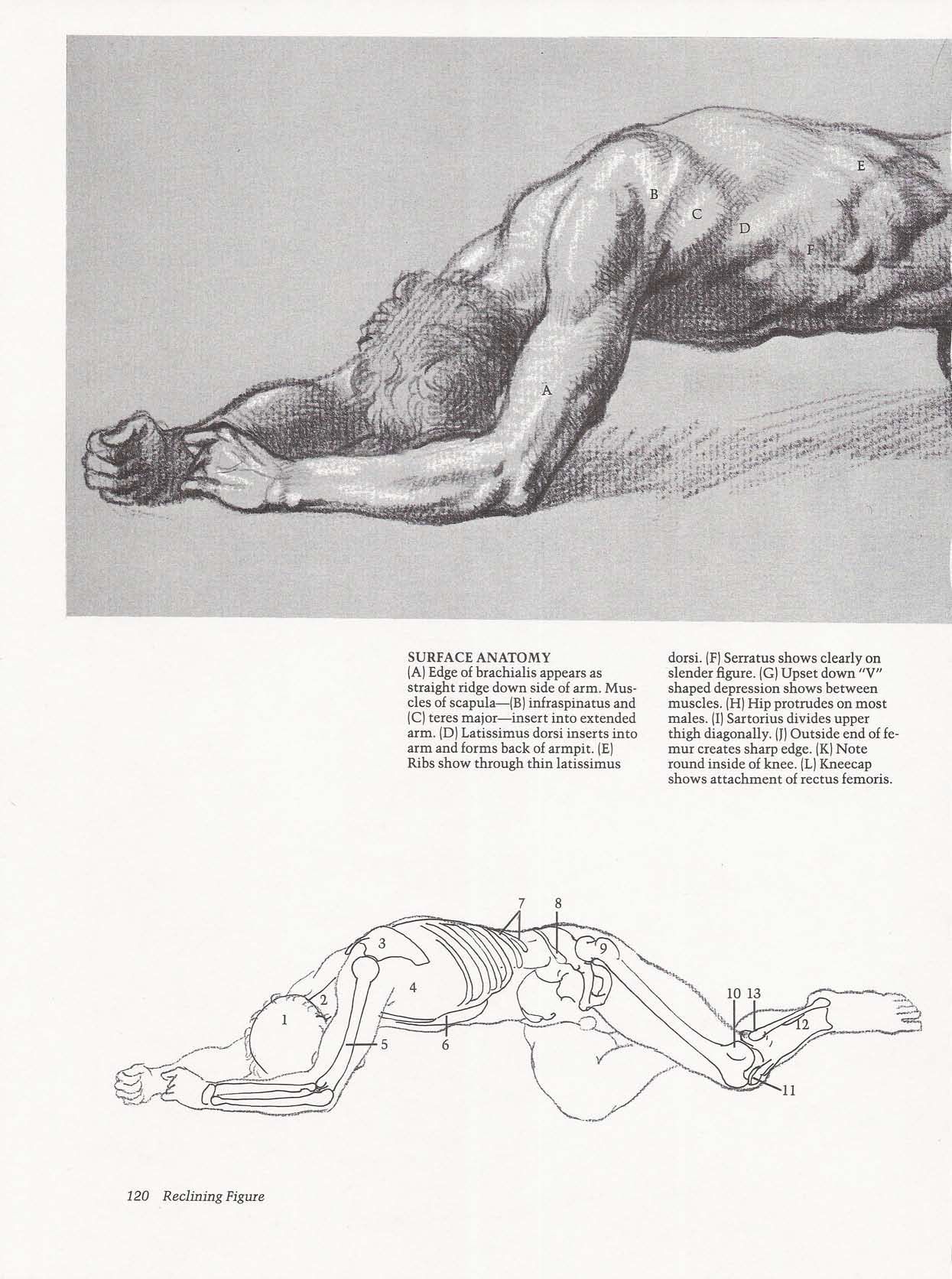 Drawing the Living Figure - Joseph Sheppard J.夏帕德动态人体解剖 - J.夏帕德[英文版] 123