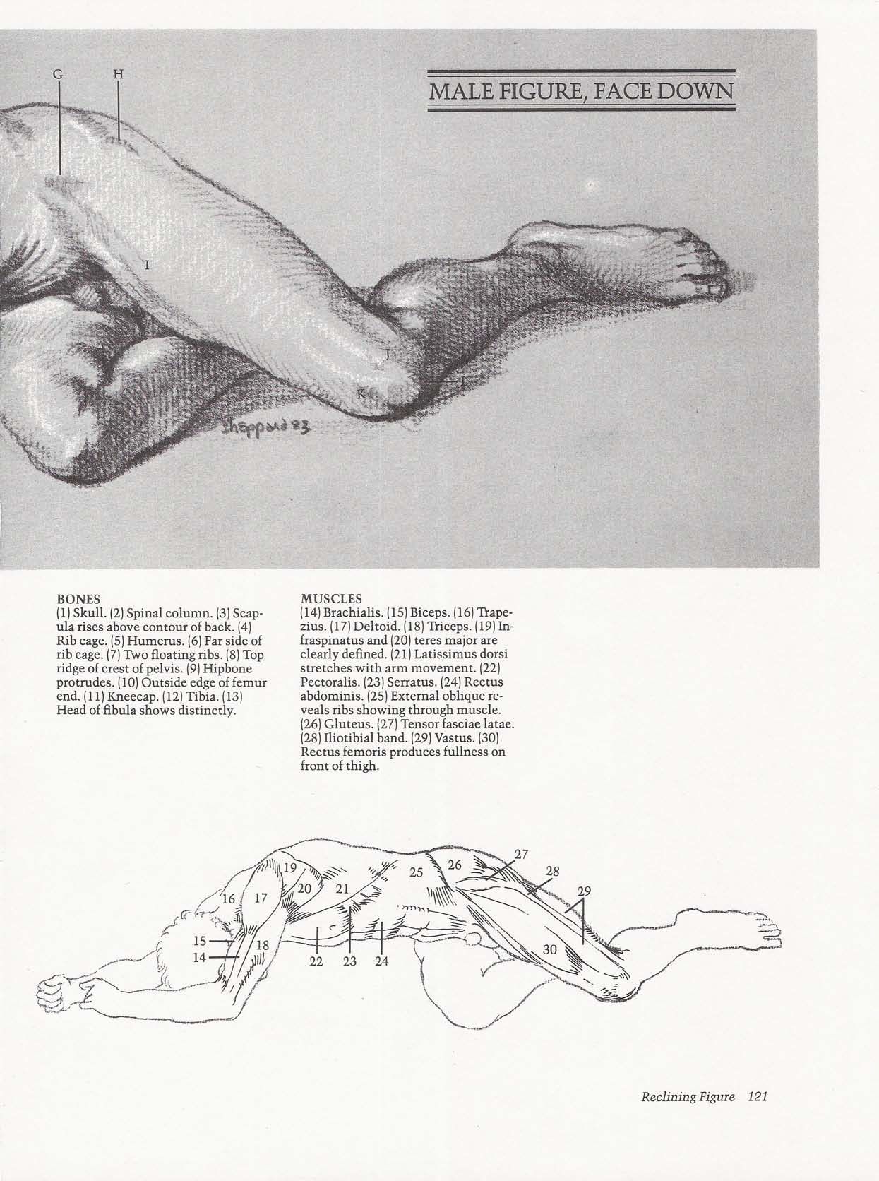 Drawing the Living Figure - Joseph Sheppard J.夏帕德动态人体解剖 - J.夏帕德[英文版] 124