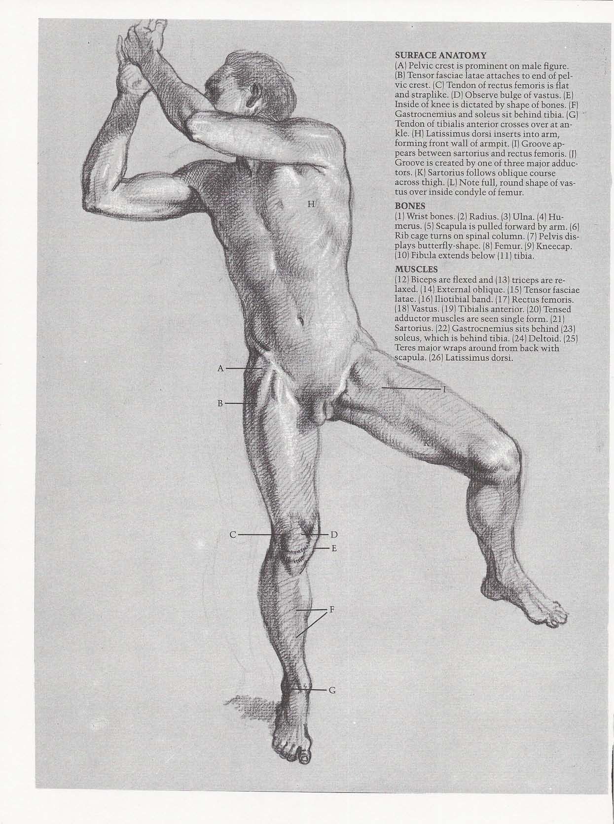 Drawing the Living Figure - Joseph Sheppard J.夏帕德动态人体解剖 - J.夏帕德[英文版] 129