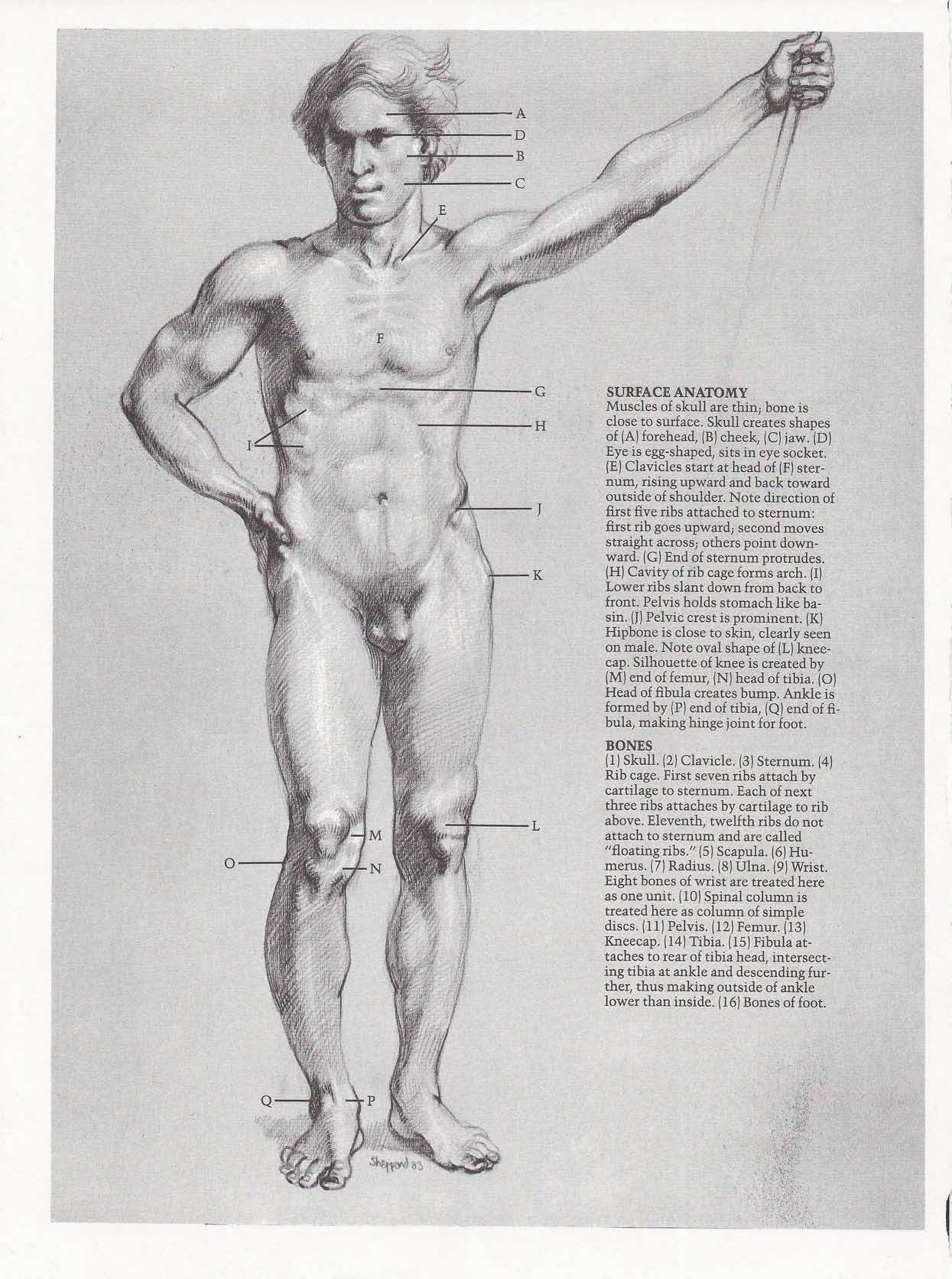 Drawing the Living Figure - Joseph Sheppard J.夏帕德动态人体解剖 - J.夏帕德[英文版] 13