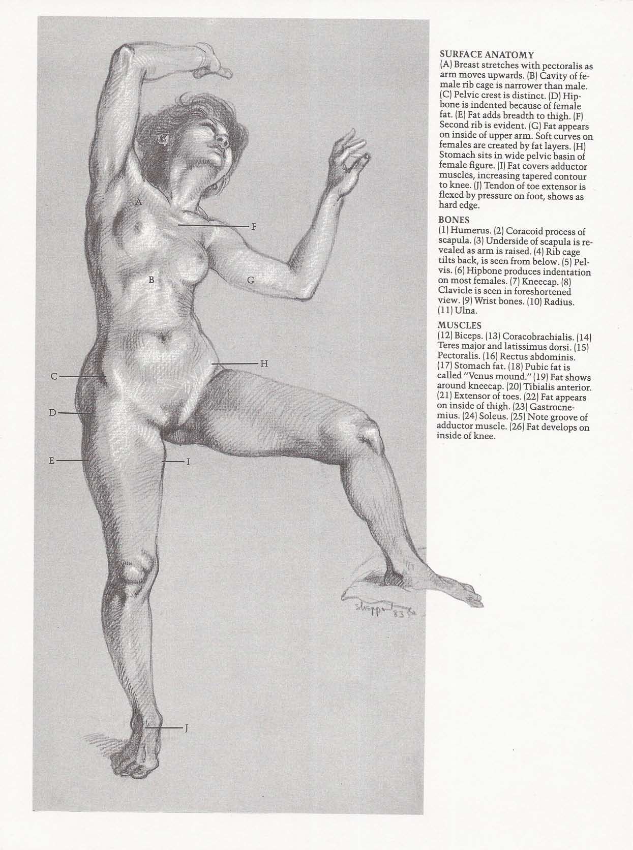 Drawing the Living Figure - Joseph Sheppard J.夏帕德动态人体解剖 - J.夏帕德[英文版] 131