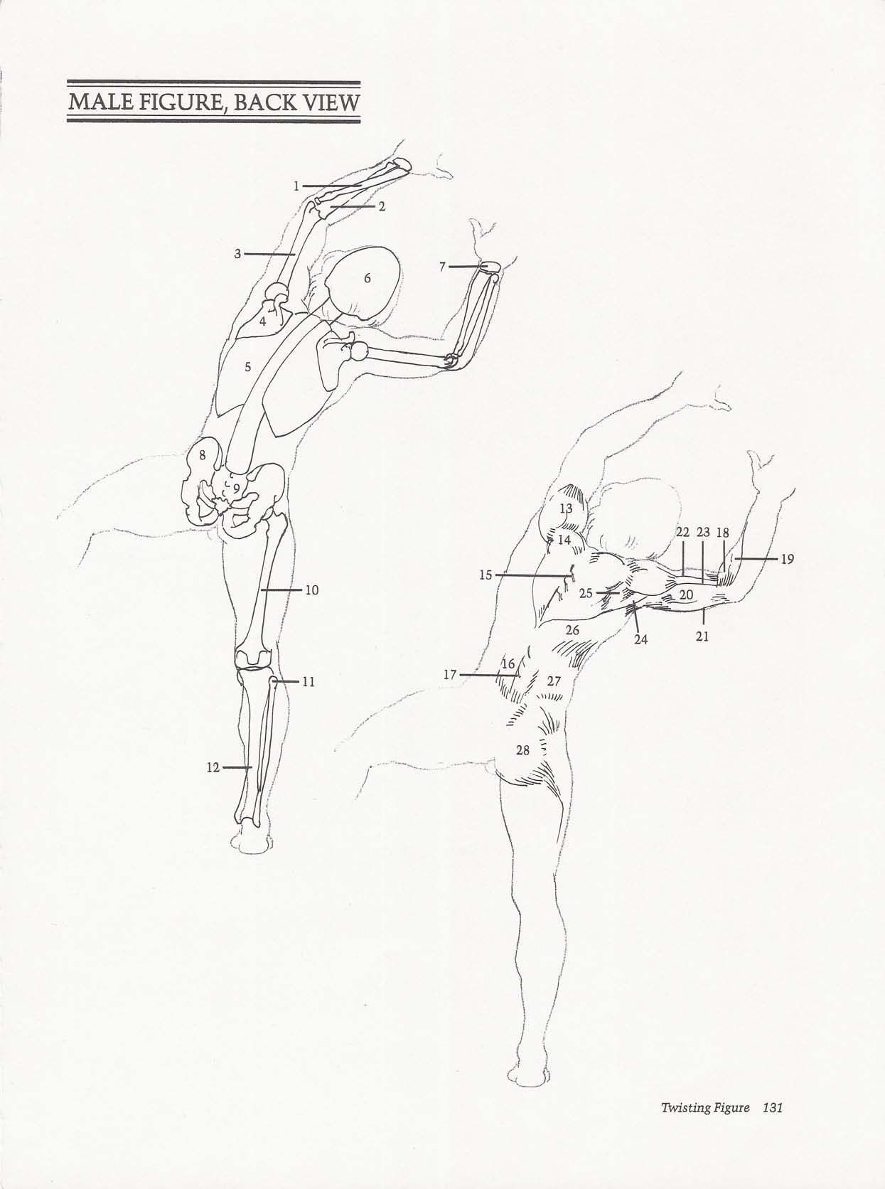 Drawing the Living Figure - Joseph Sheppard J.夏帕德动态人体解剖 - J.夏帕德[英文版] 134