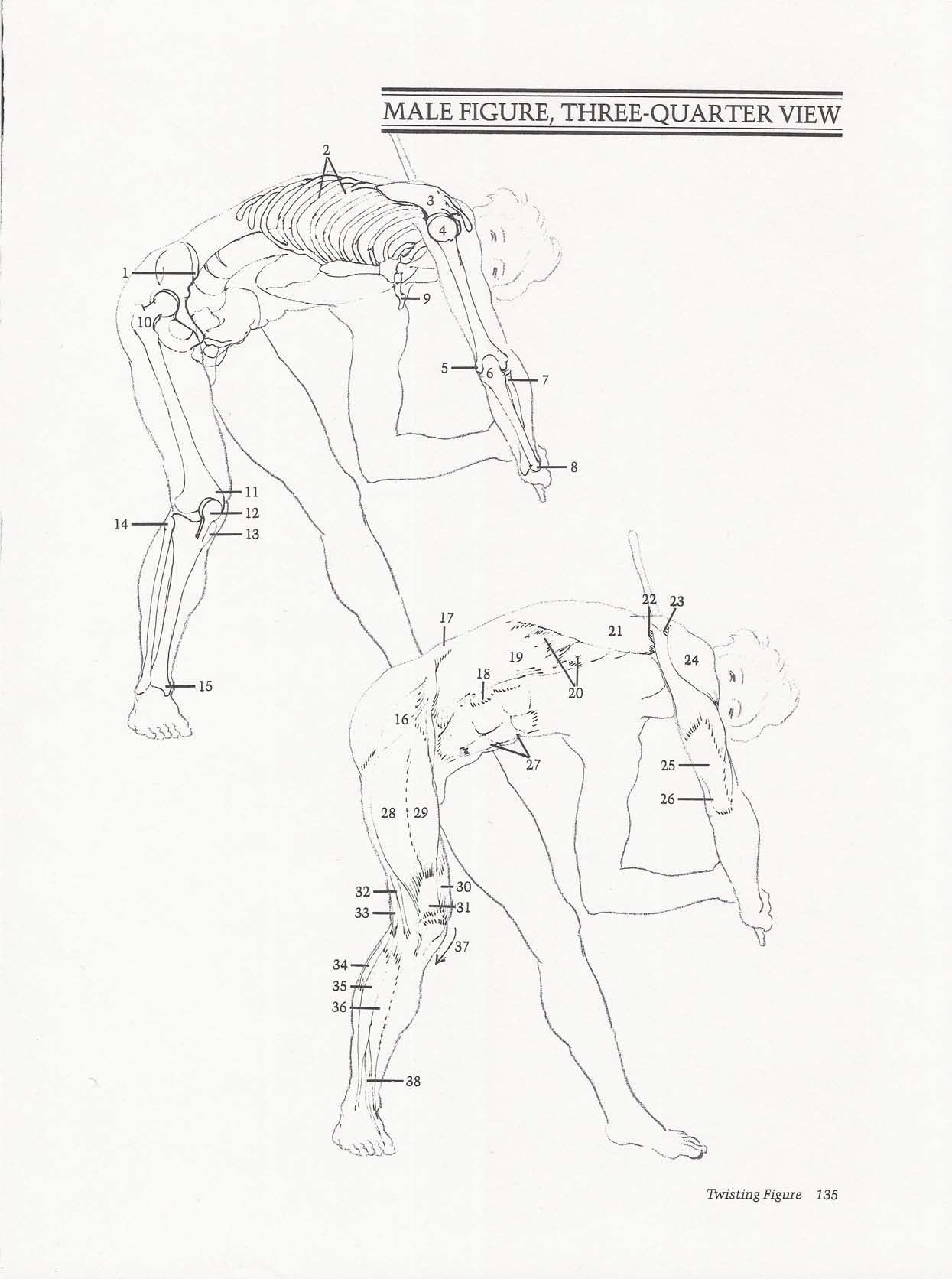 Drawing the Living Figure - Joseph Sheppard J.夏帕德动态人体解剖 - J.夏帕德[英文版] 138