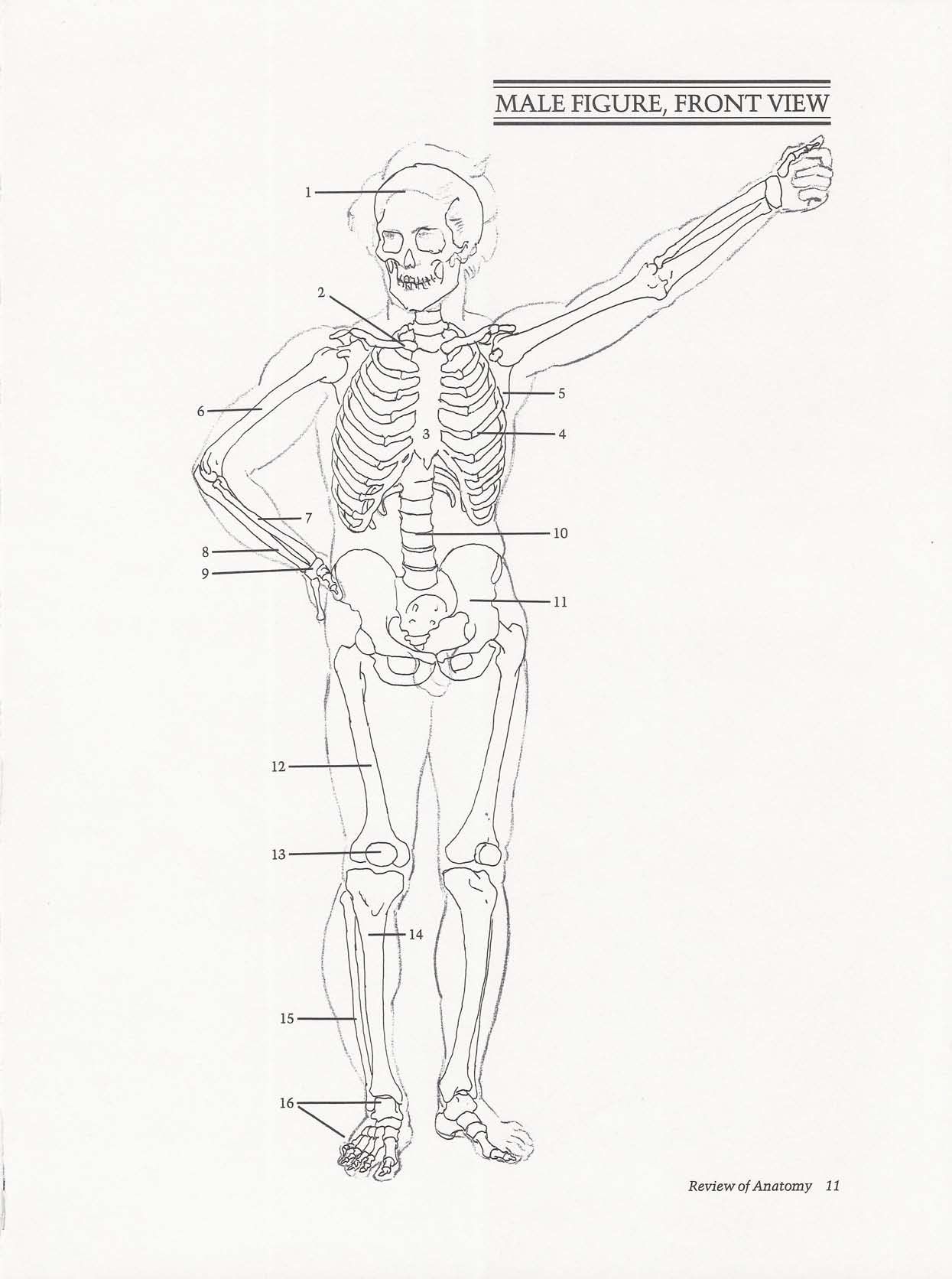 Drawing the Living Figure - Joseph Sheppard J.夏帕德动态人体解剖 - J.夏帕德[英文版] 14